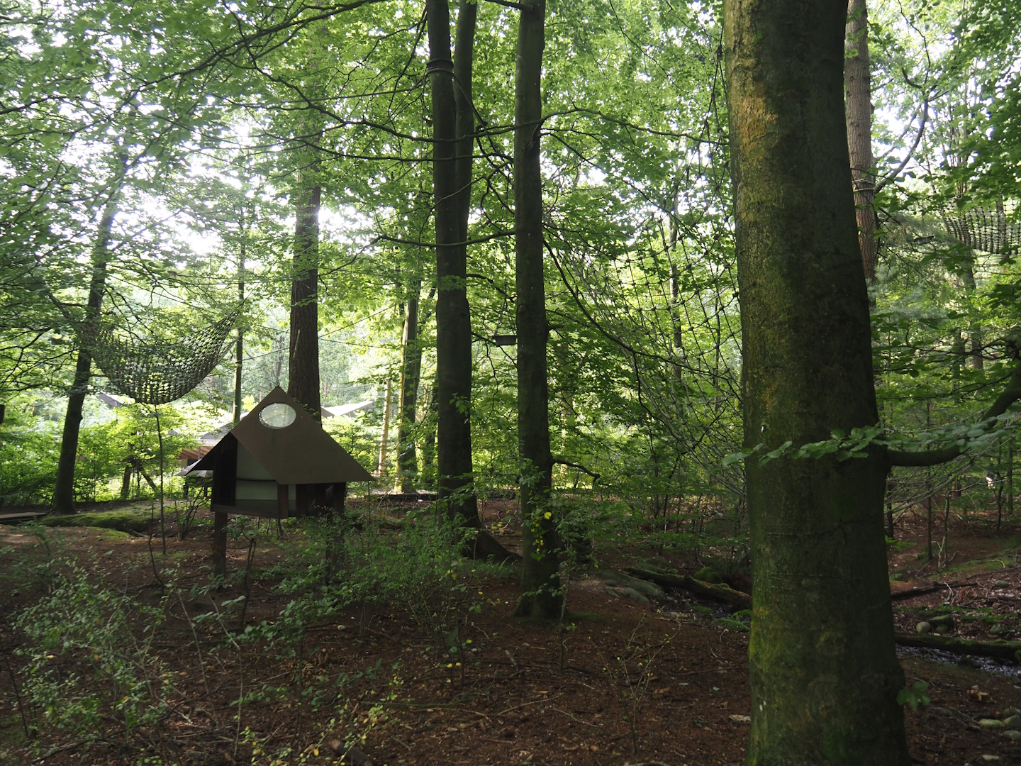View in the Bolivian squirrel monkey forest, 2024-08-18
