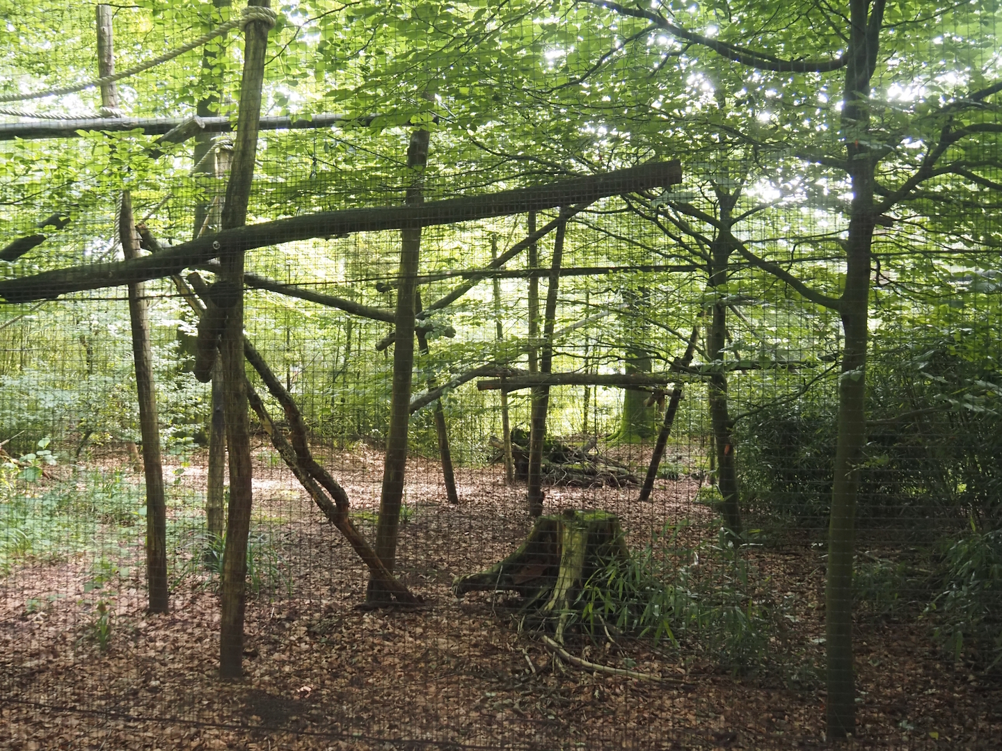 View in the Bolivian squirrel monkey forest, 2024-08-18