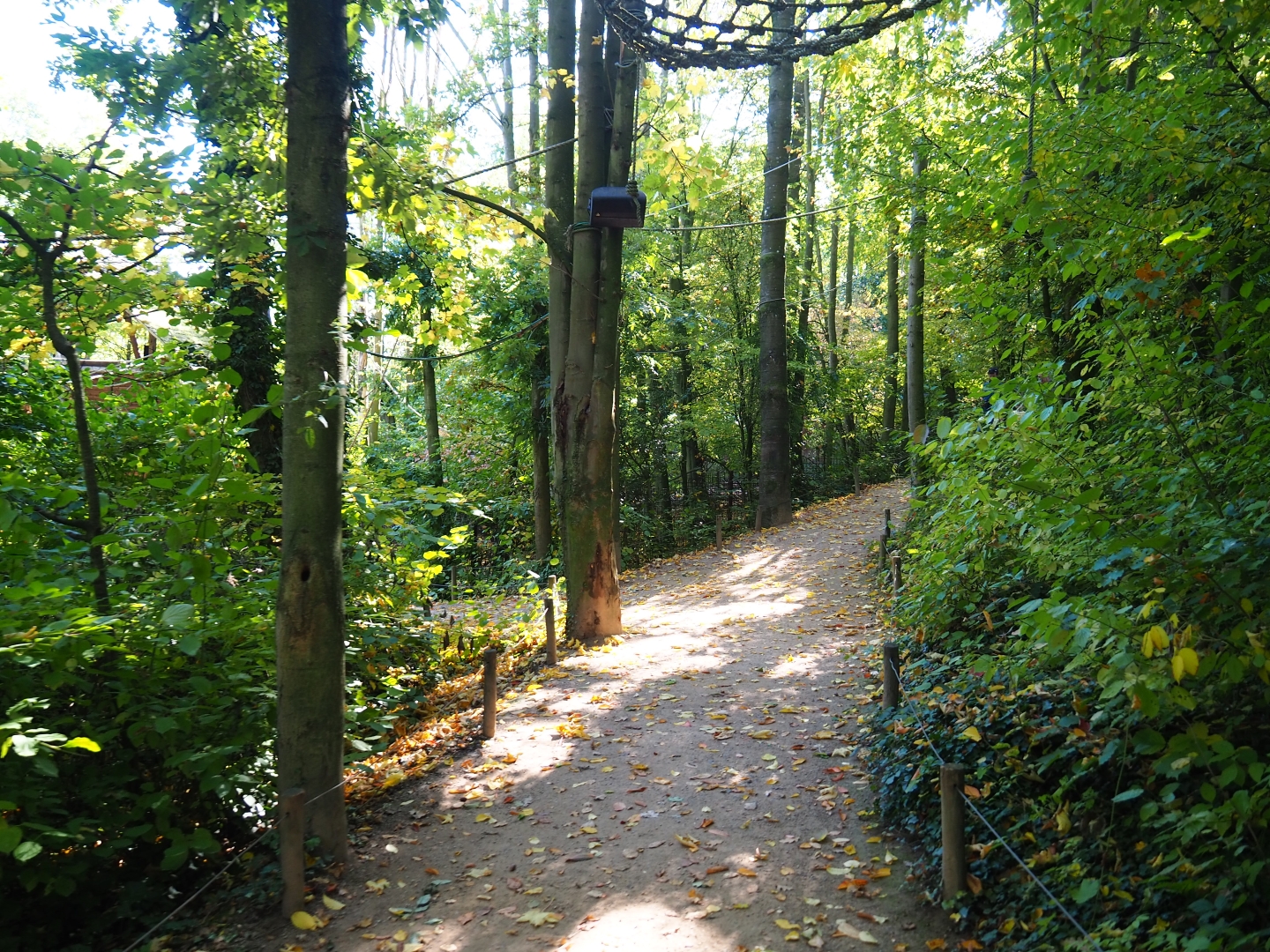 View in the Bolivian squirrel monkey forest (Oct 13th, 2018)