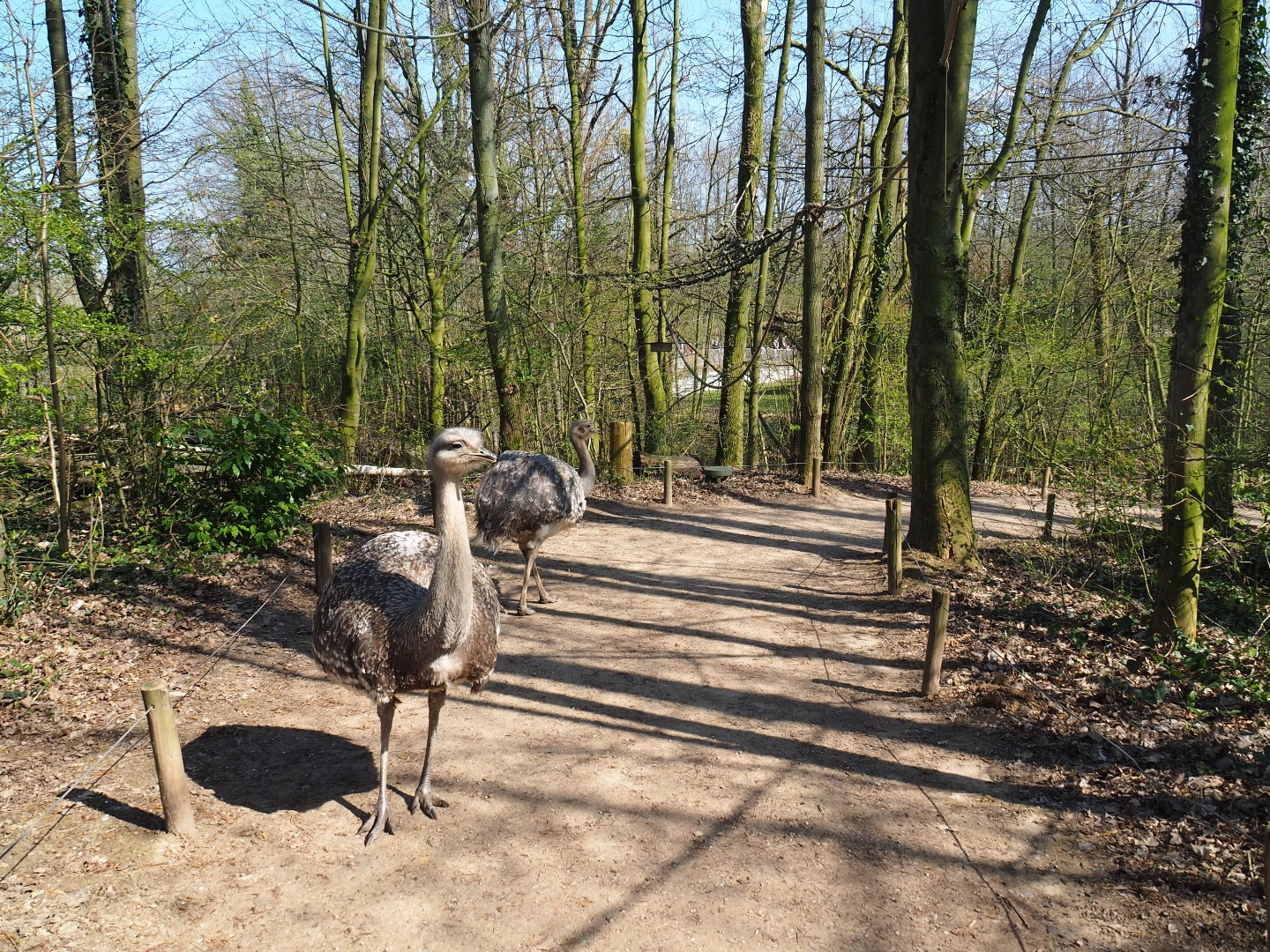 View in the Bolivian squirrel monkey forest - With free-ranging Darwin's rheas (Rhea pennata), 2019-03-30
