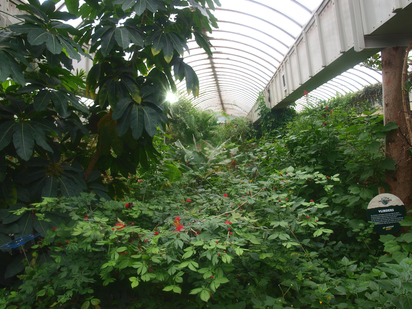 View in the butterfly garden, 2015-07-19