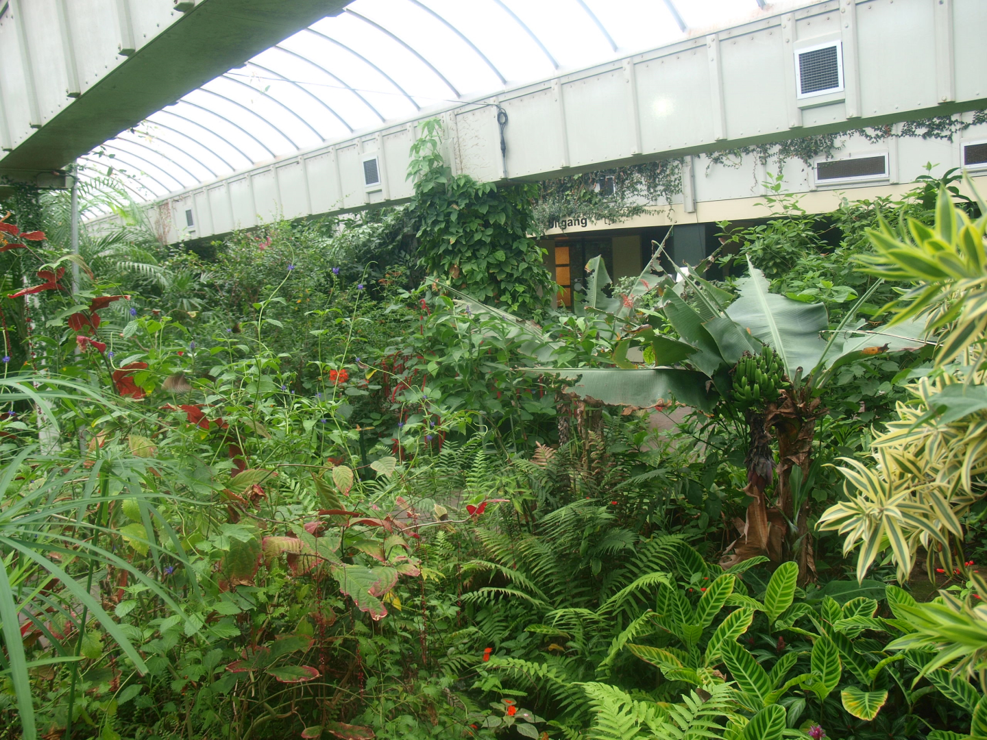 View in the butterfly garden, 2015-07-19