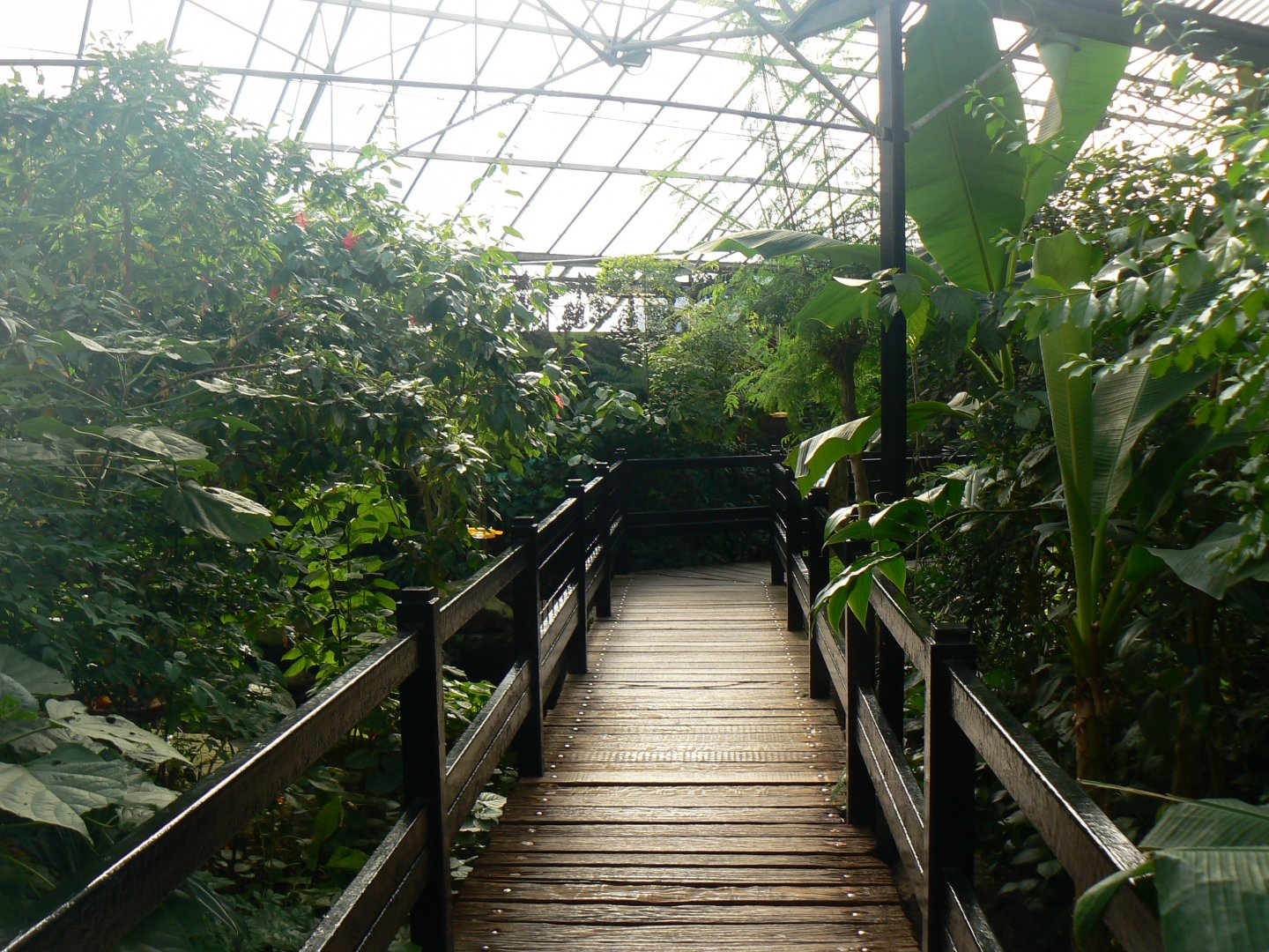 View in the Butterfly House - 10 April 2017