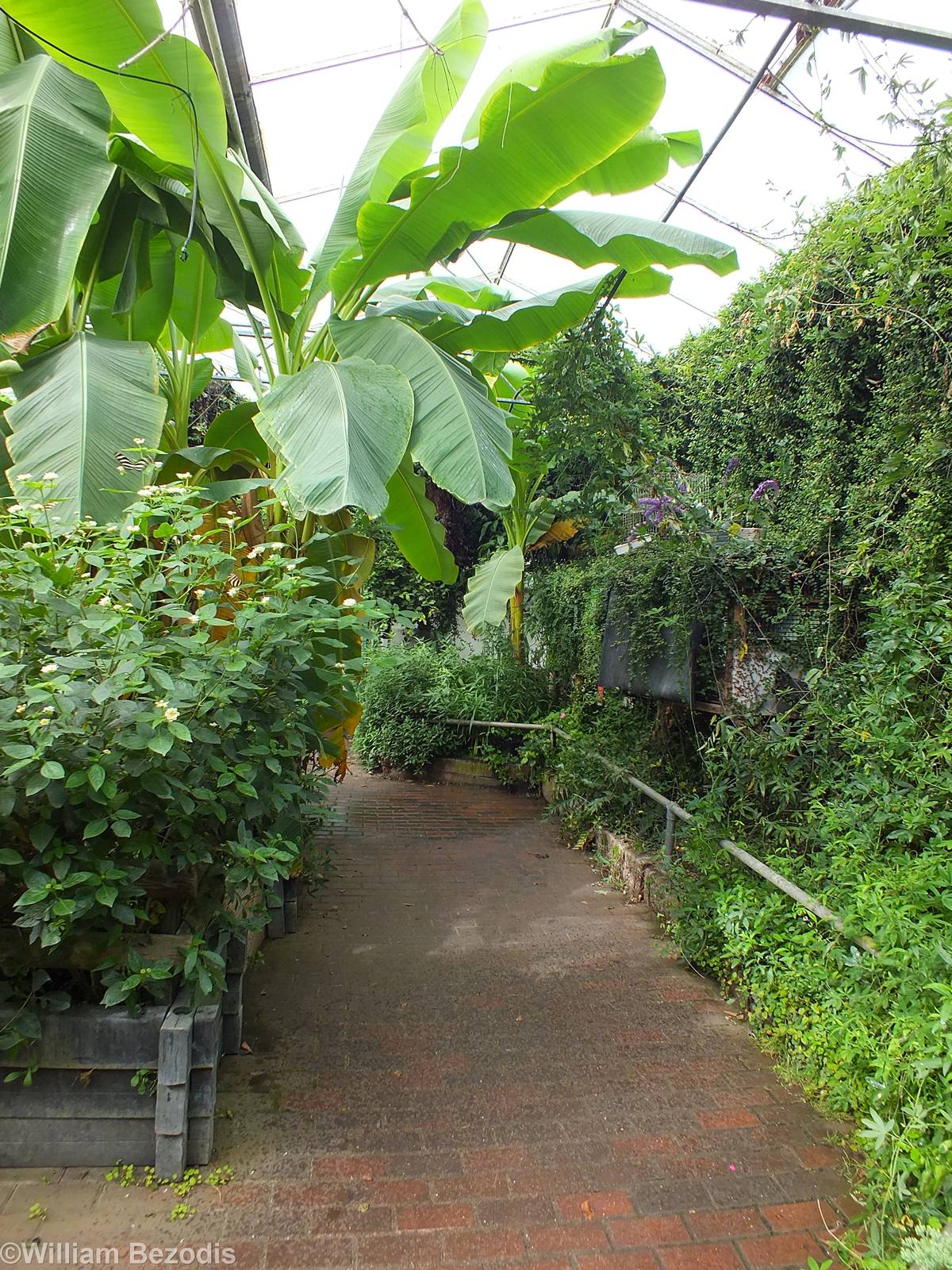 View in the Butterfly Section of the Tropical House