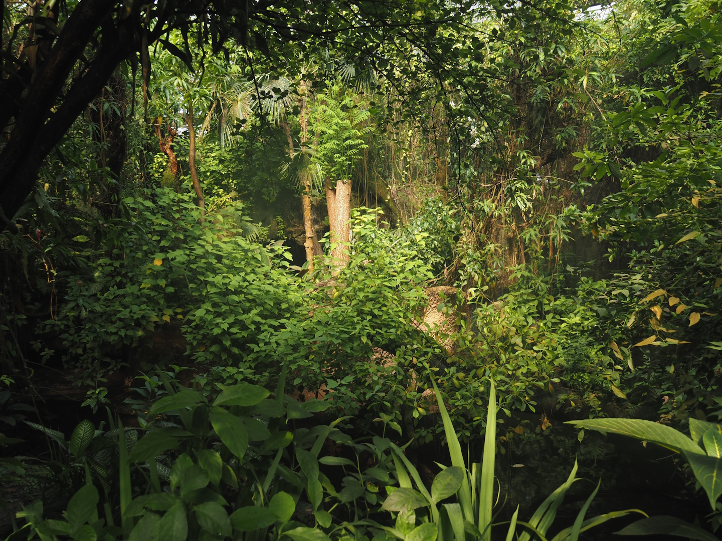 View in the caiman area in Burgers' Bush, 2025-05-17