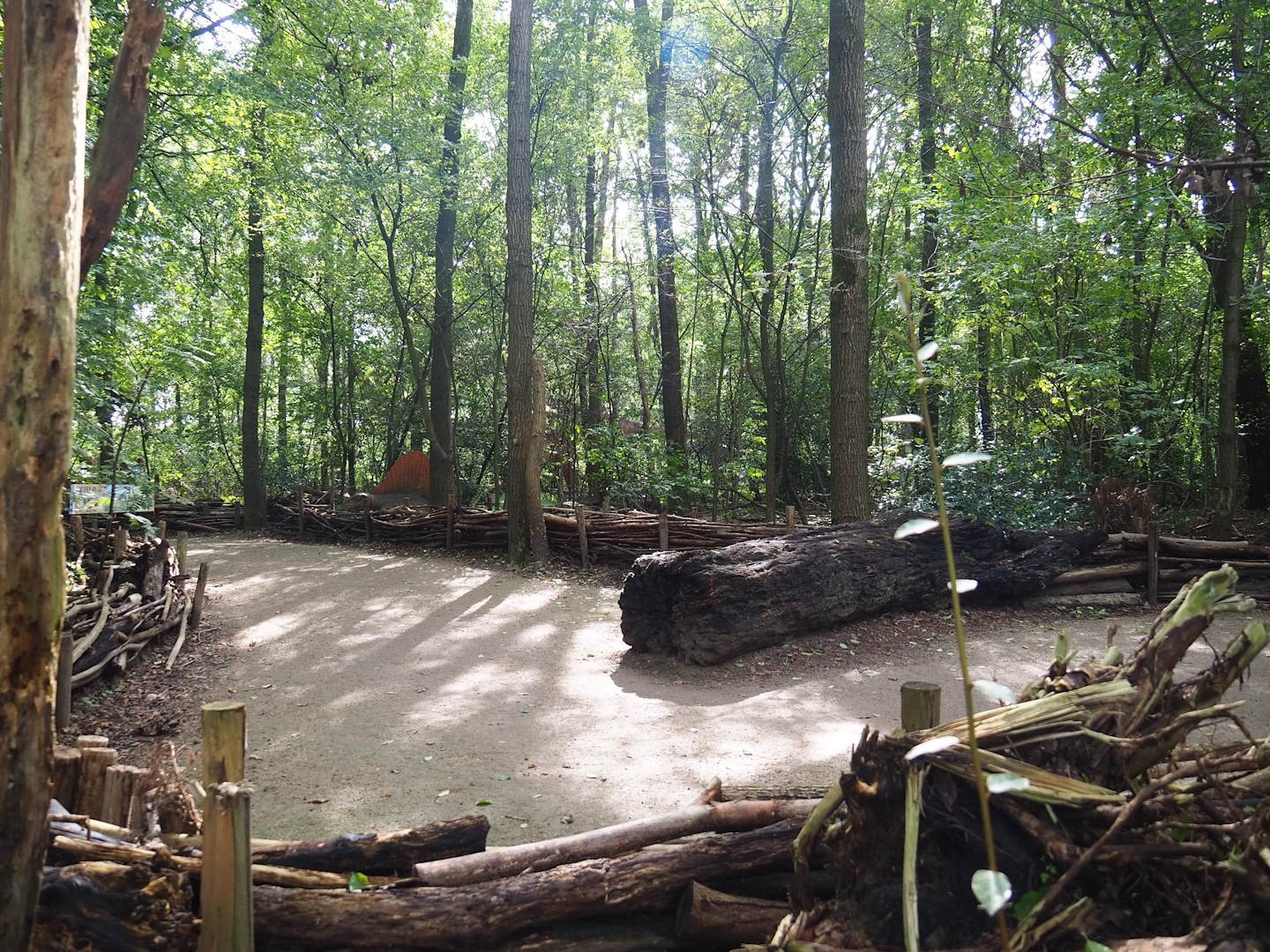 View in the Dino Forest, 2023-09-24