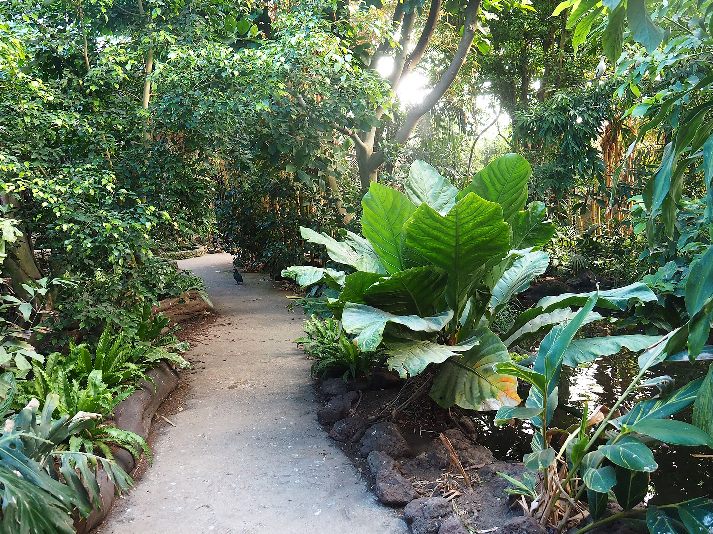View in the first walk-through section of the Tropical hall - Asian/Philippines section, 2022-08-28