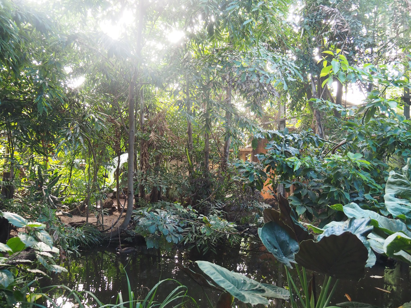 View in the first walk-through section of the Tropical hall - Asian/Philippines section, 2022-08-28