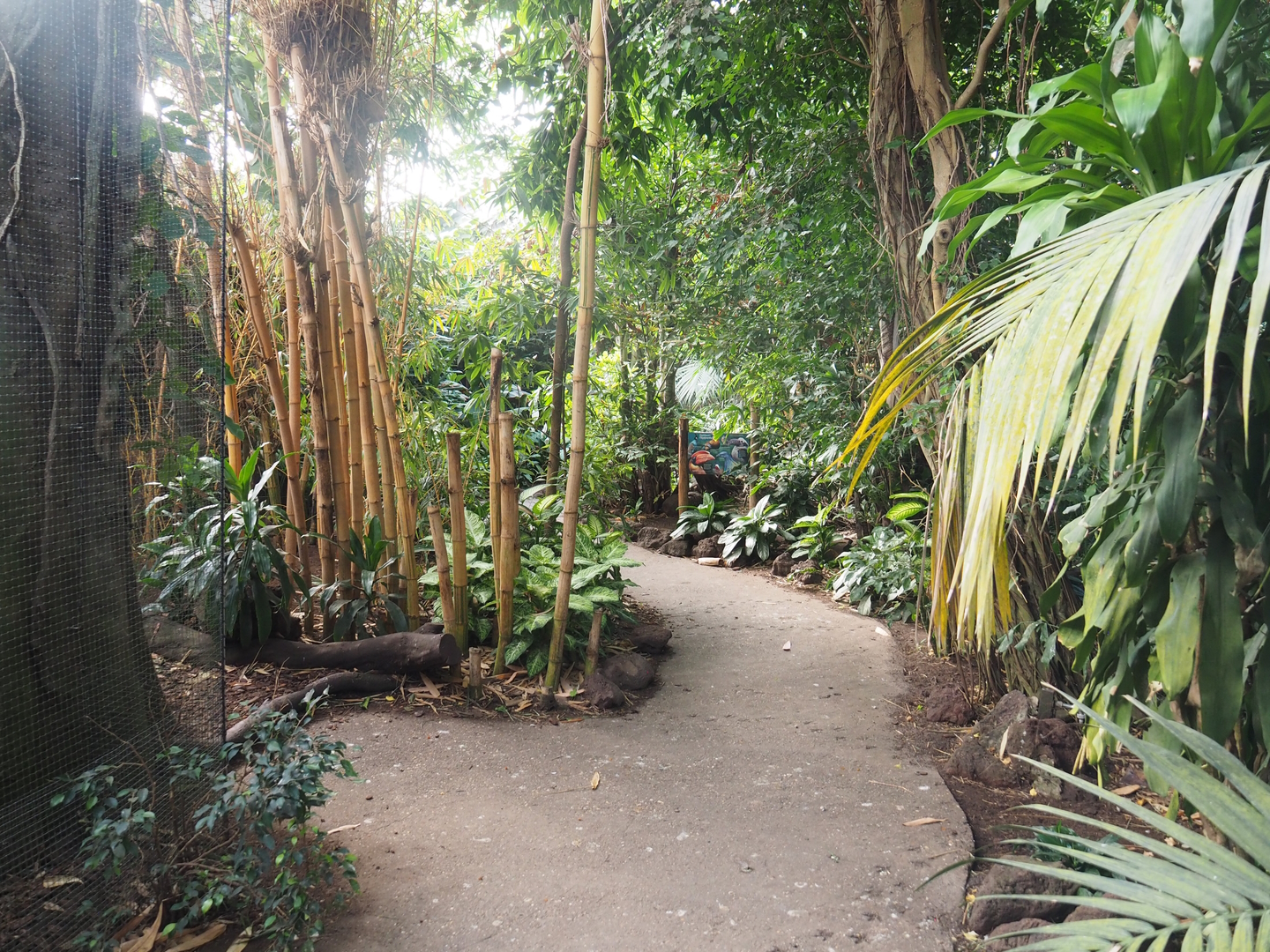 View in the first walk-through section of the Tropical hall - Asian/Philippines section, 2022-08-28