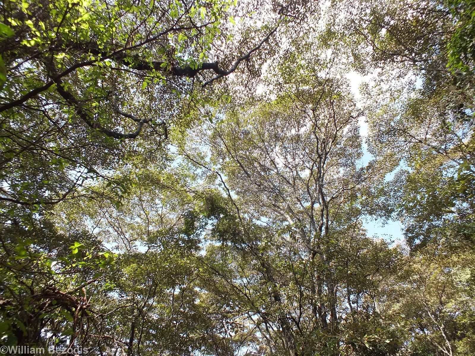 View in the Forest Habitat - Nairobi Safari Walk