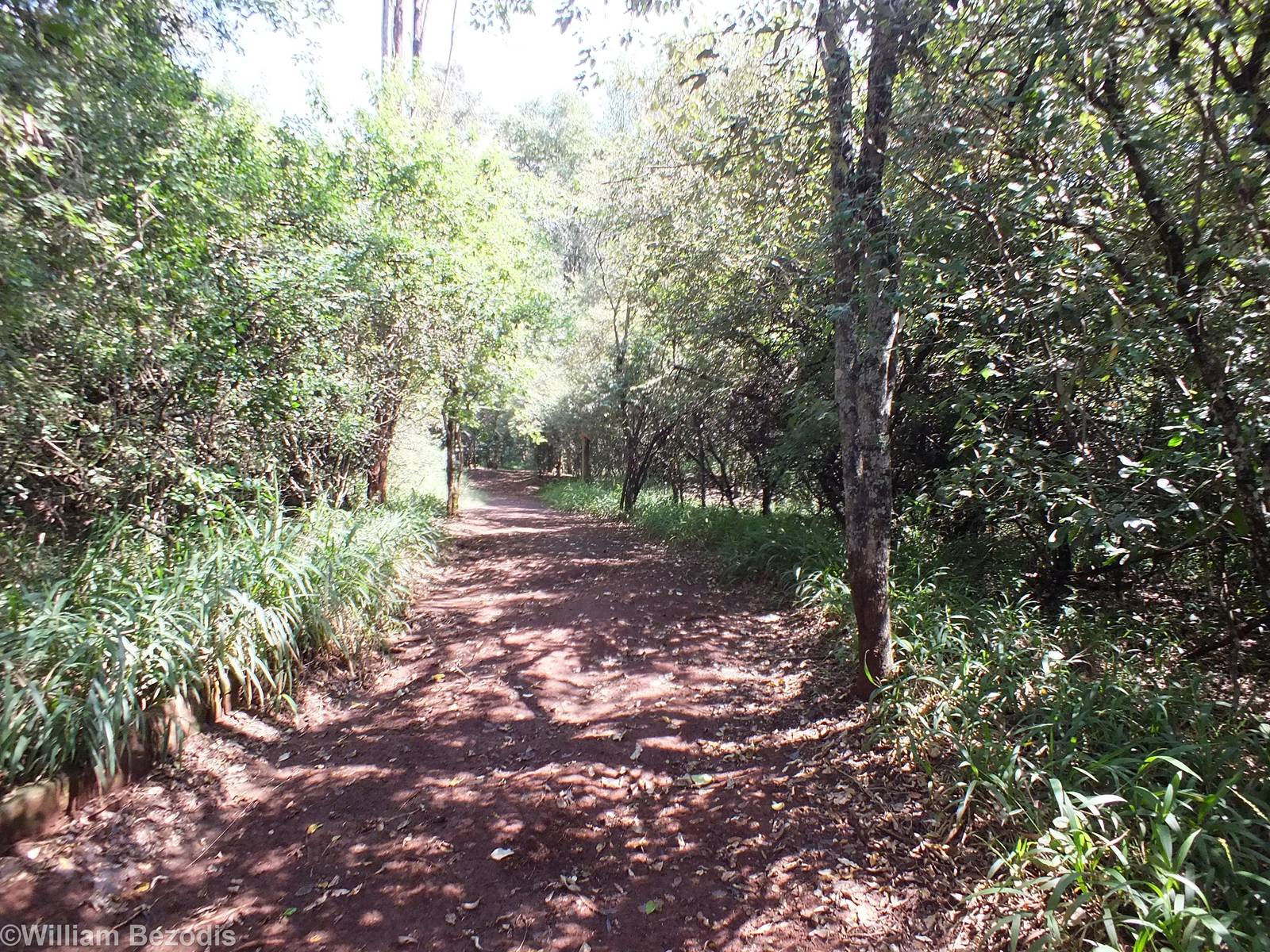 View in the Forest Habitat - Nairobi Safari Walk
