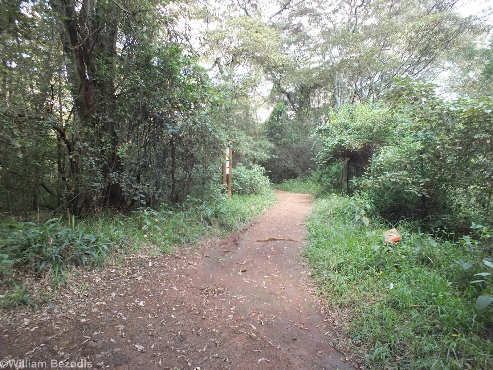 View in the Forest Habitat - Nairobi Safari Walk