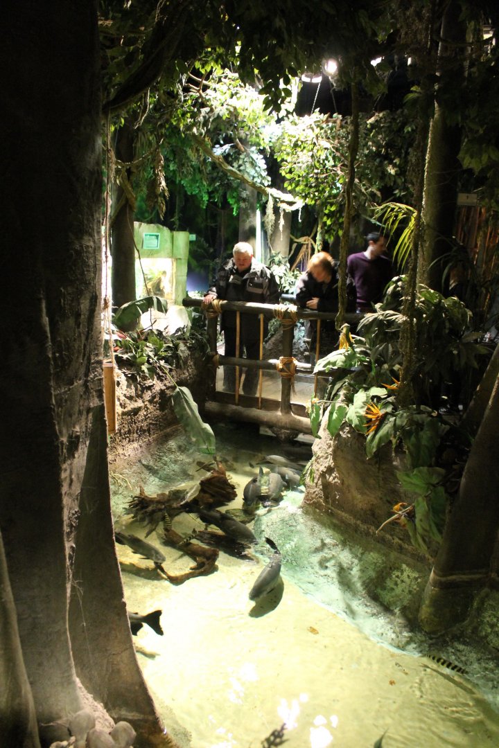 View in the Jungle-area