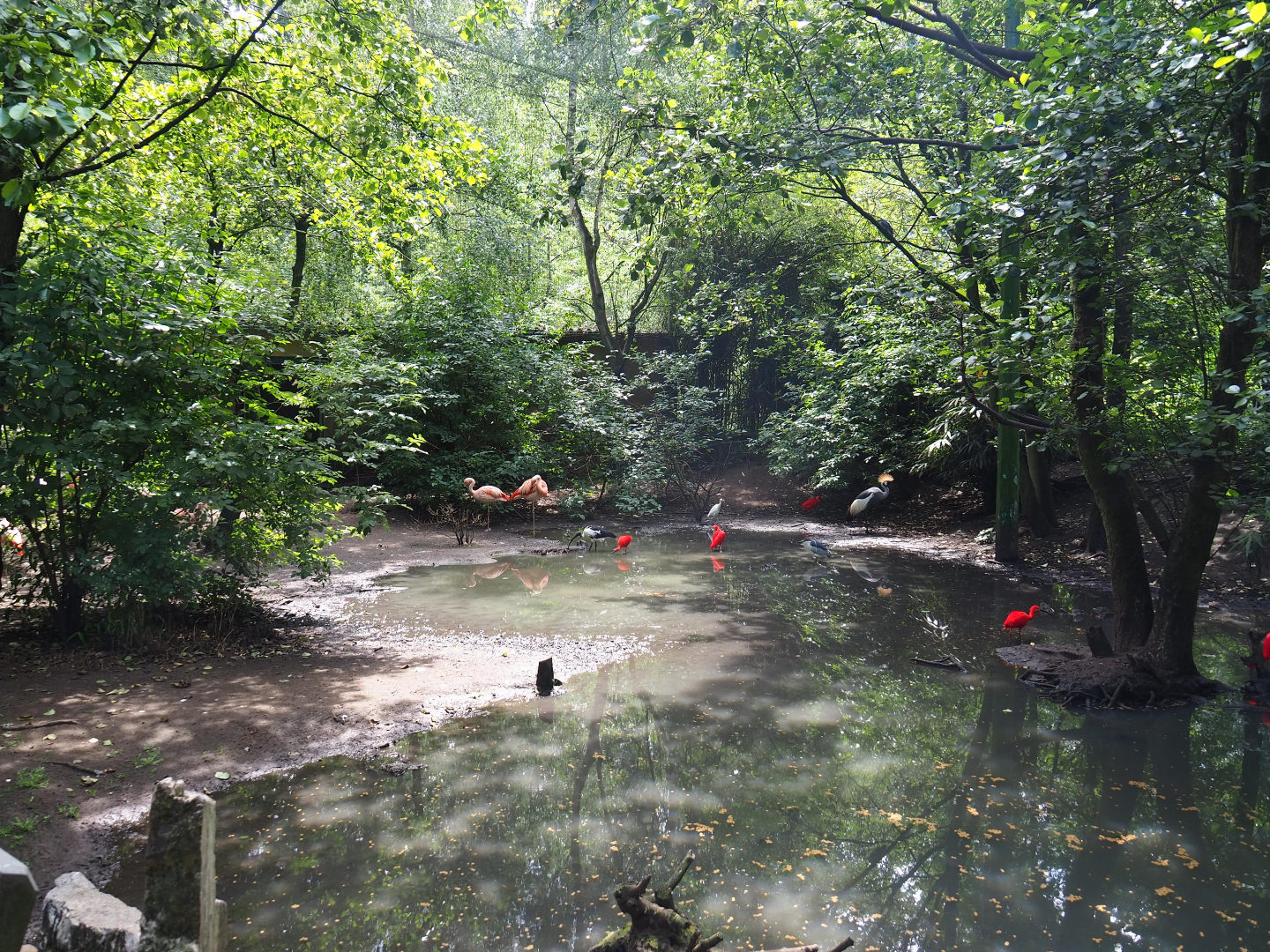 View in the large walk-through aviary, 2020-06-20