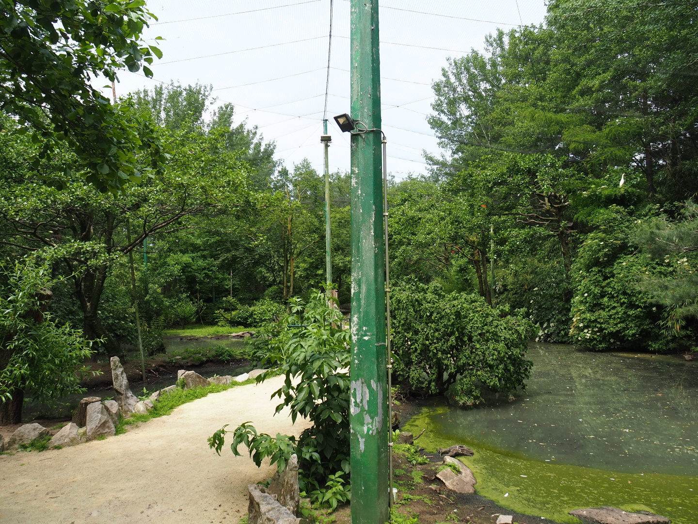 View in the large walk-through aviary, 2021-06-15