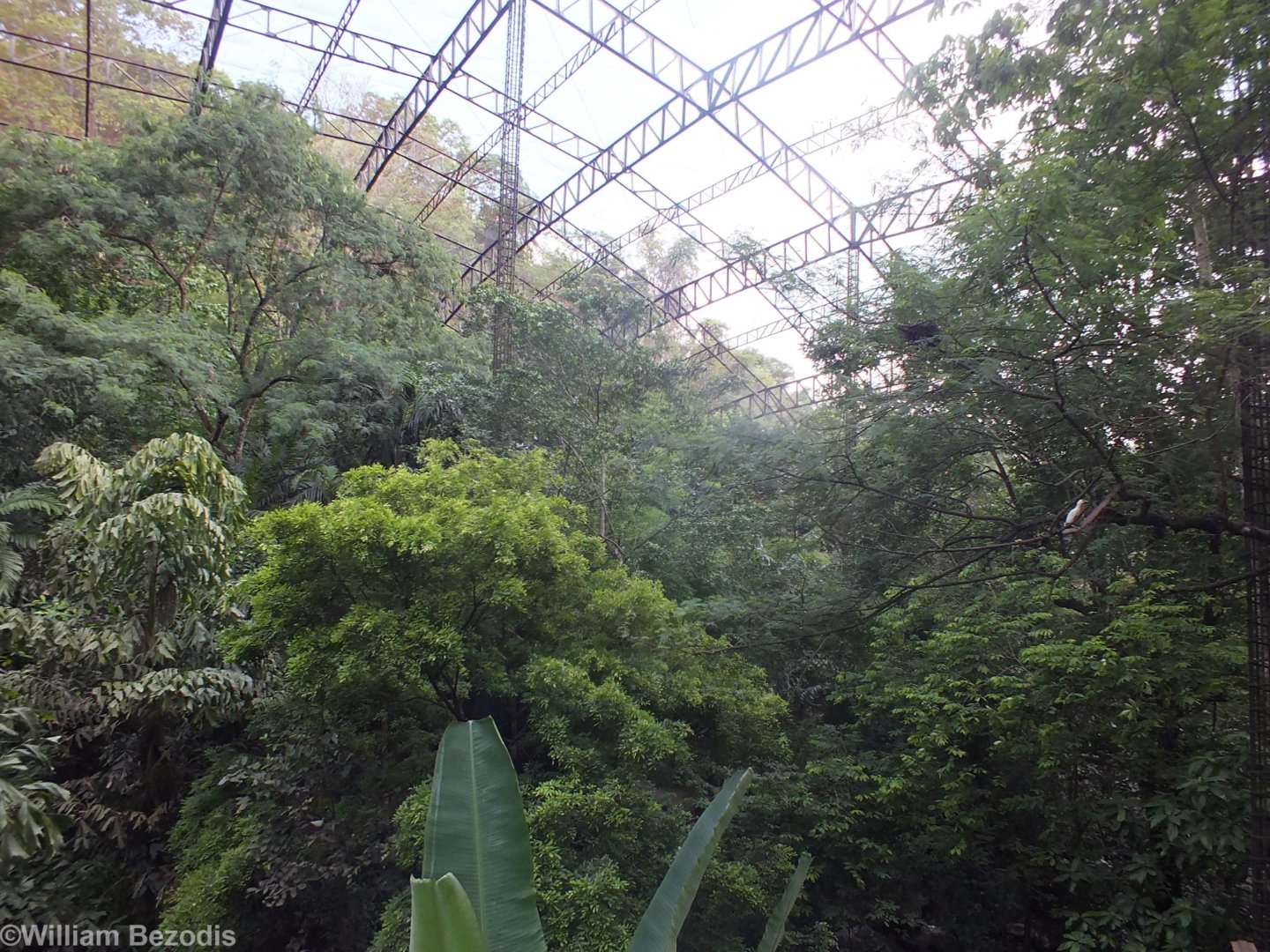 View in the Large Walkthrough Aviary
