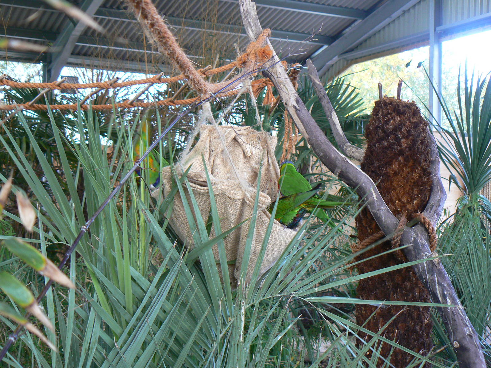 View In The Lorikeet Enclosure- 17 October 2015