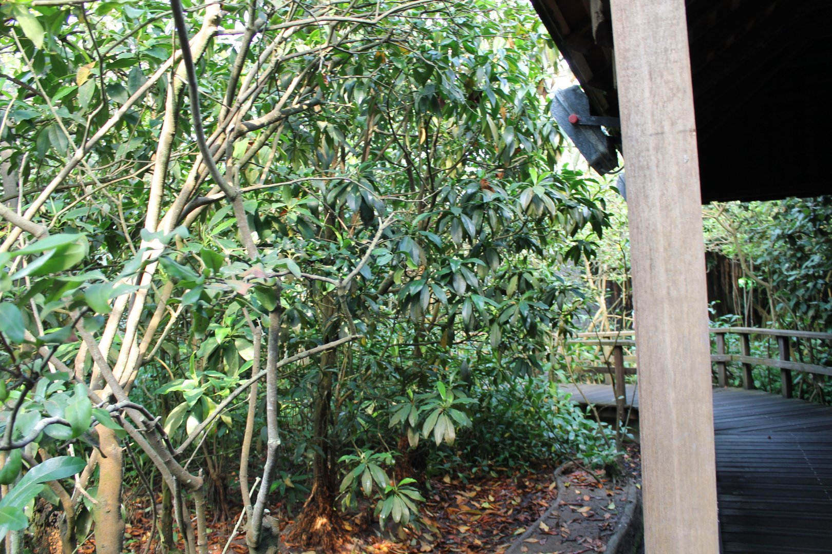 View in the Mangroves