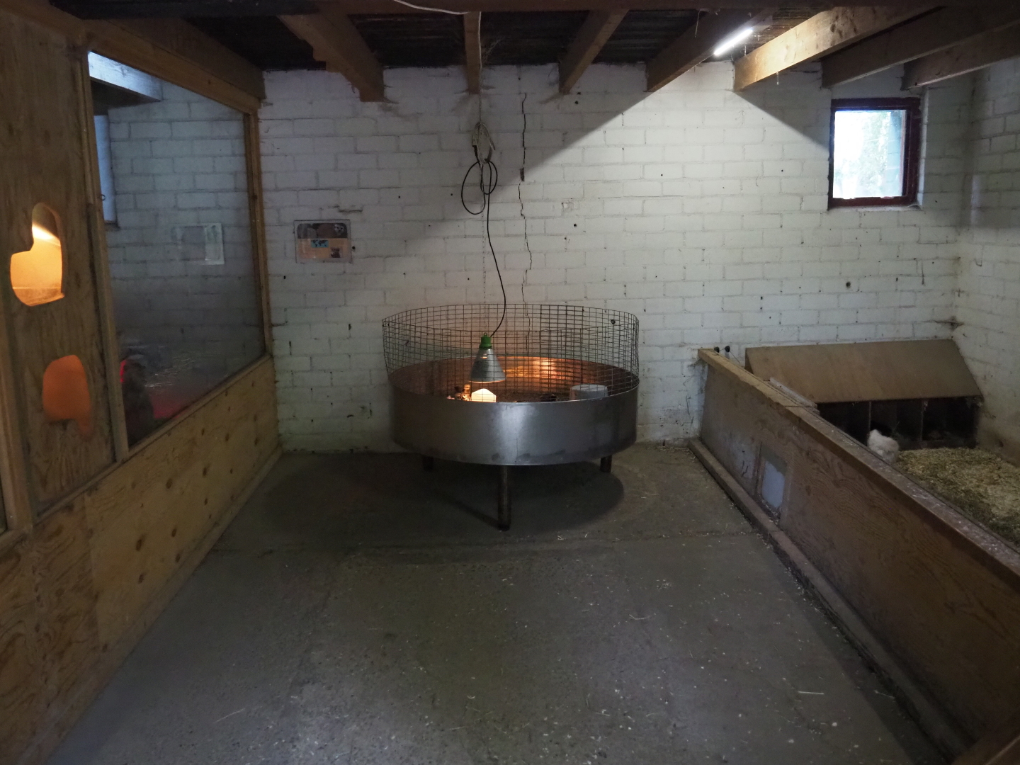 View in the meerkat, rabbit and guinea pig barn, 2019-05-25