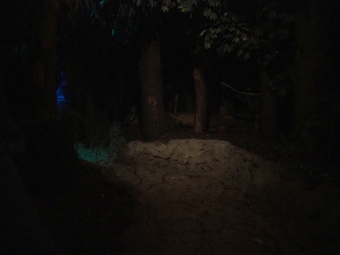 View in the Night Safari (Sep 2nd, 2018)