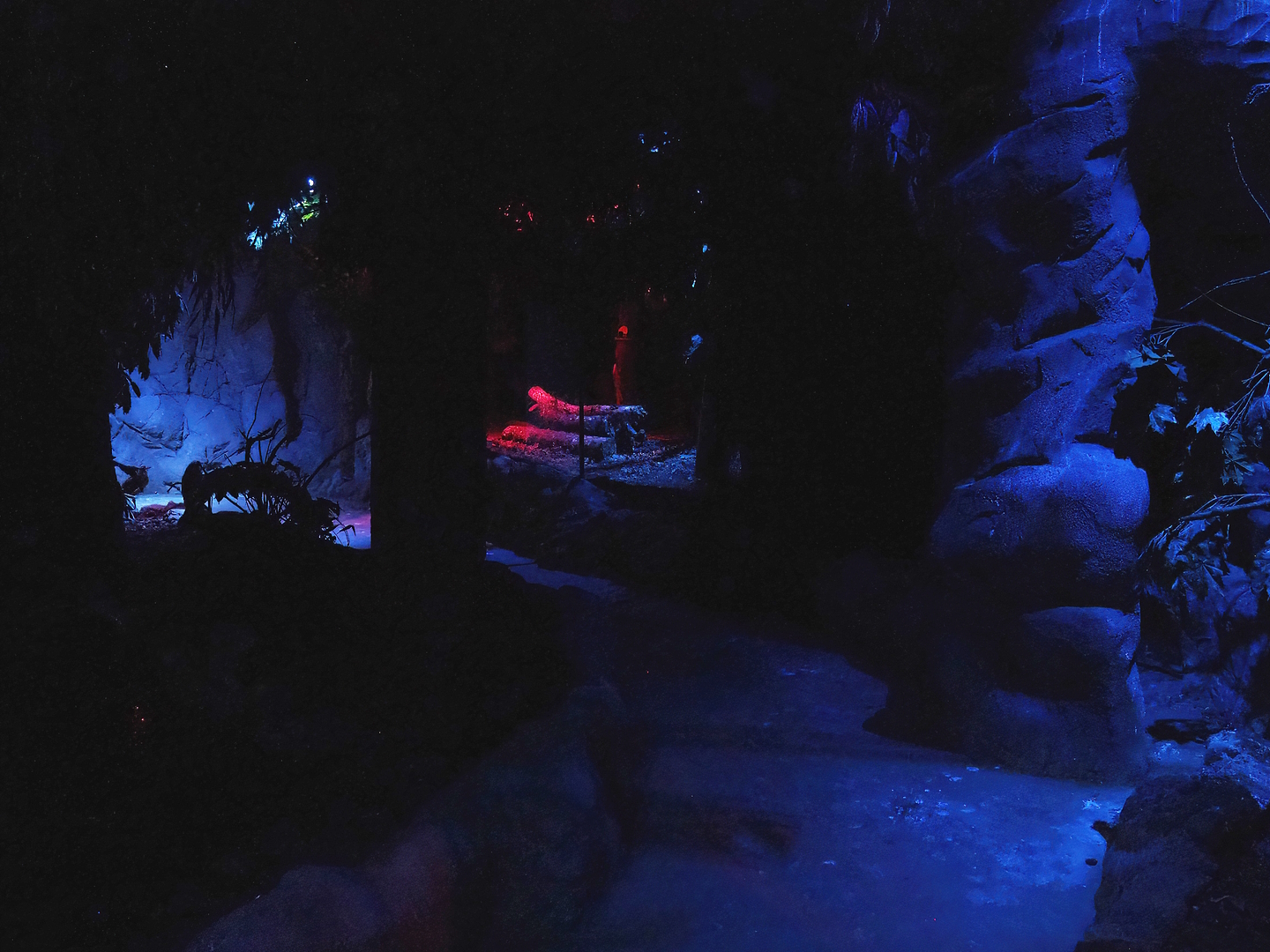 View in the Nocturnal bird safari, 2022-08-28