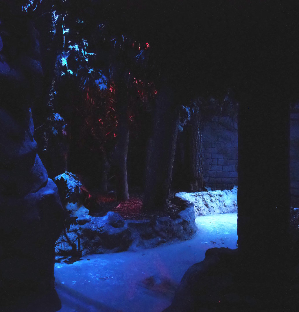 View in the Nocturnal bird safari, 2022-08-28