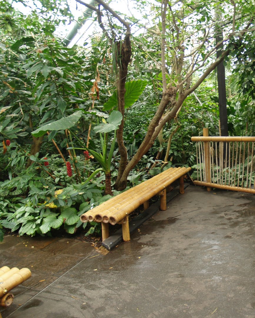 View in the Oasia greenhouse, 2008-03-01