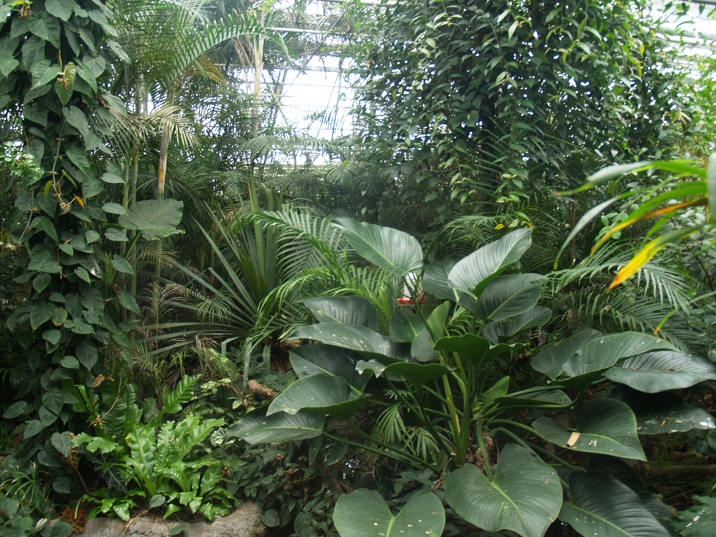 View in the Oasia greenhouse, 2008-03-01