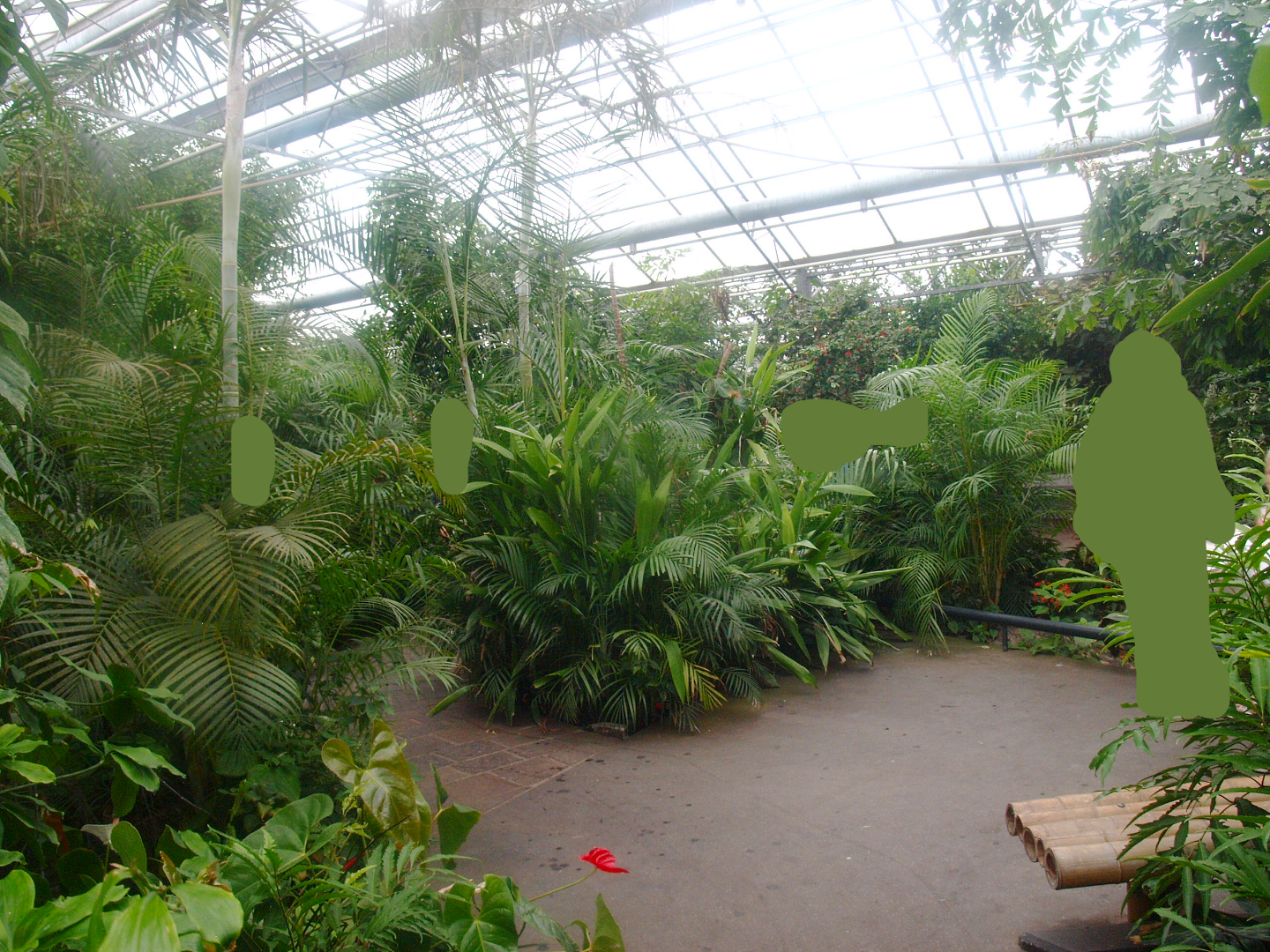 View in the Oasia greenhouse, 2015-07-19