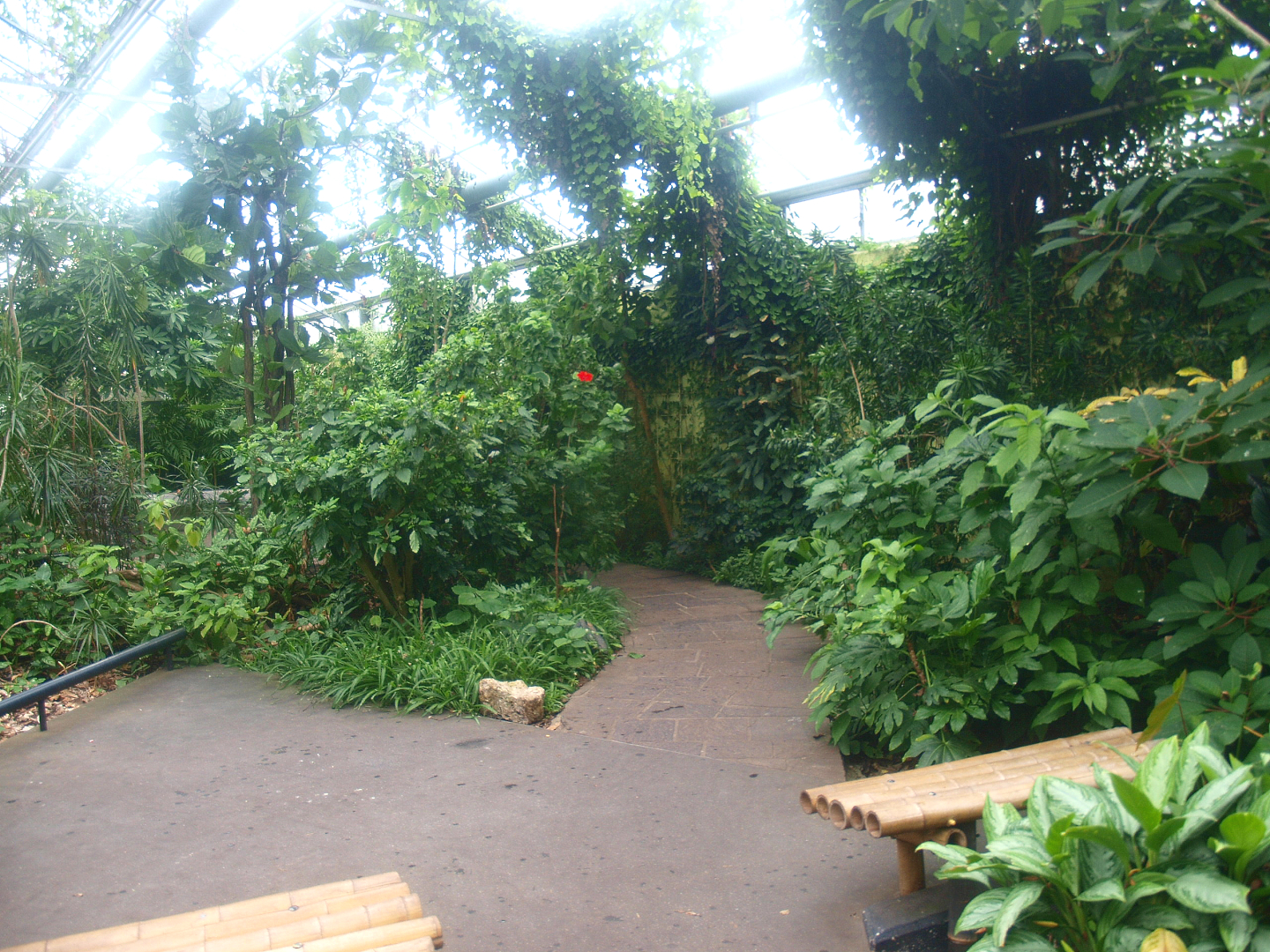 View in the Oasia greenhouse, 2015-07-19