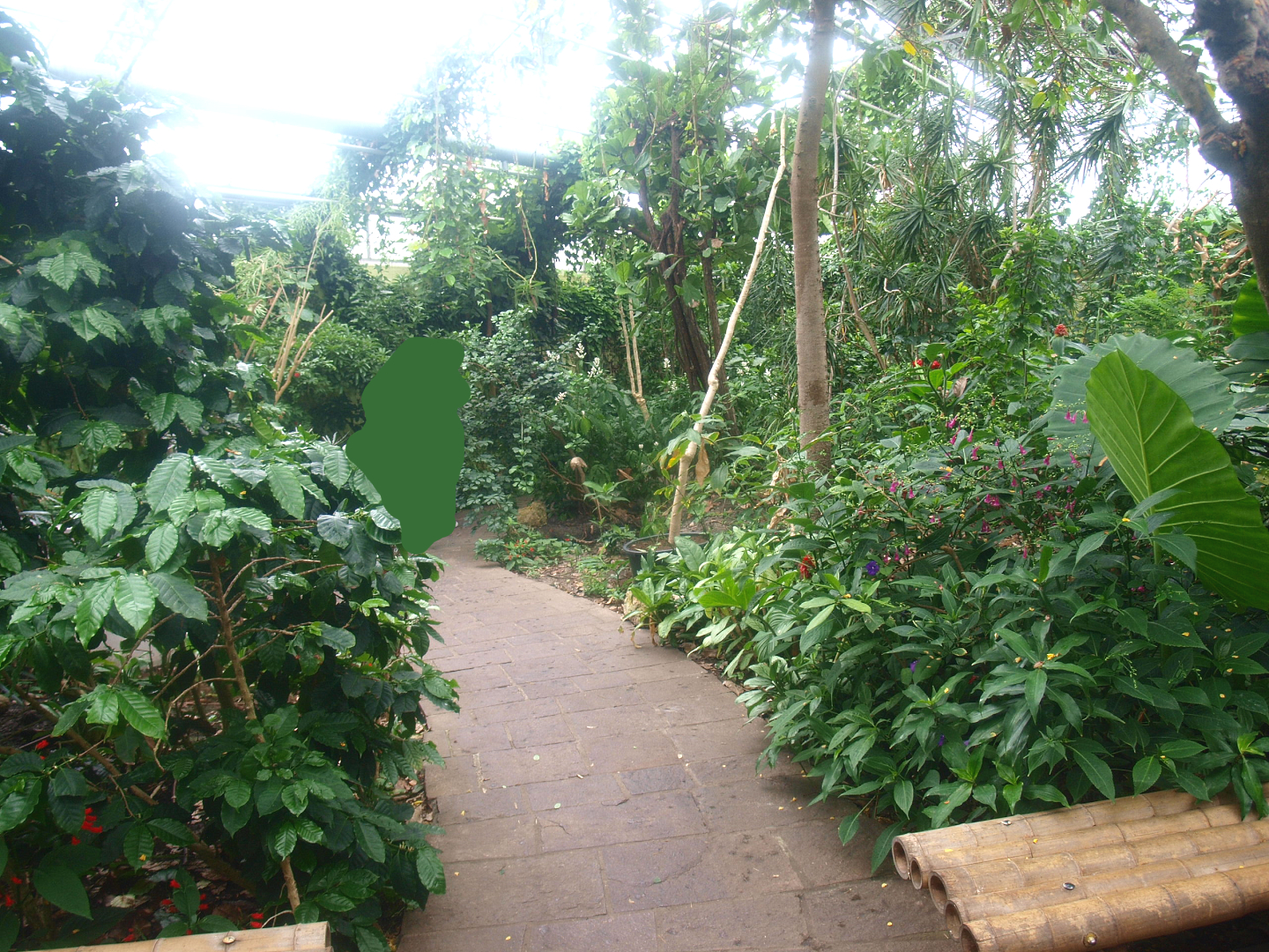View in the Oasia greenhouse, 2015-07-19