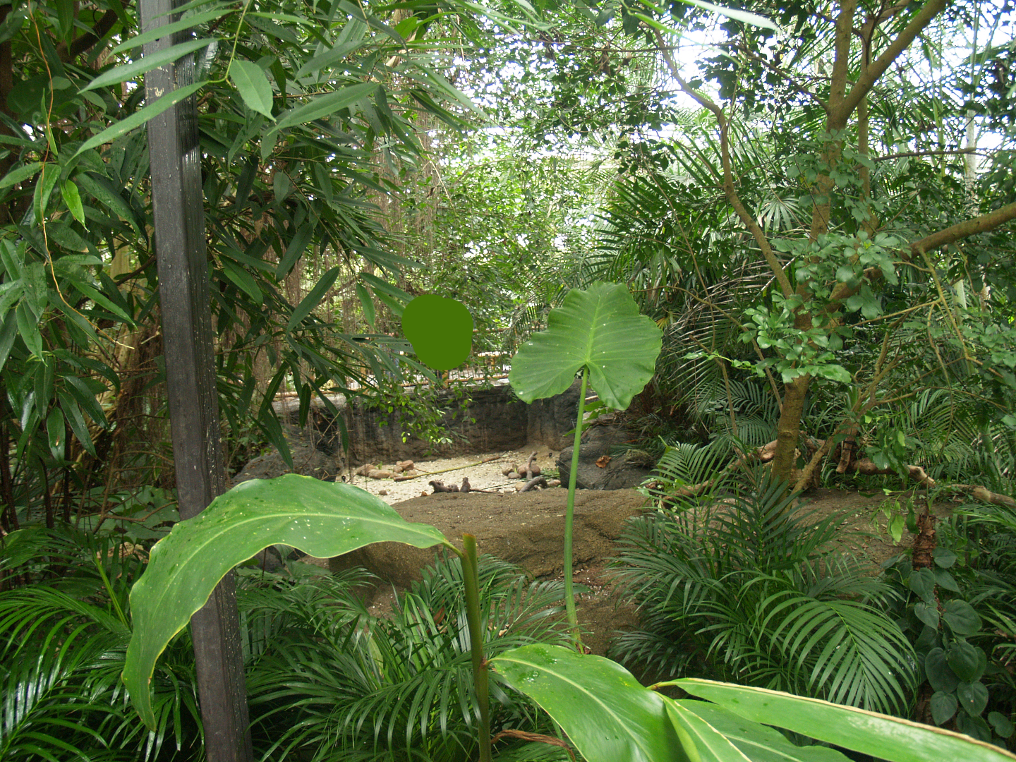View in the Oasia greenhouse with part of the indoor Asian small-clawed otter exhibit, 2008-03-01