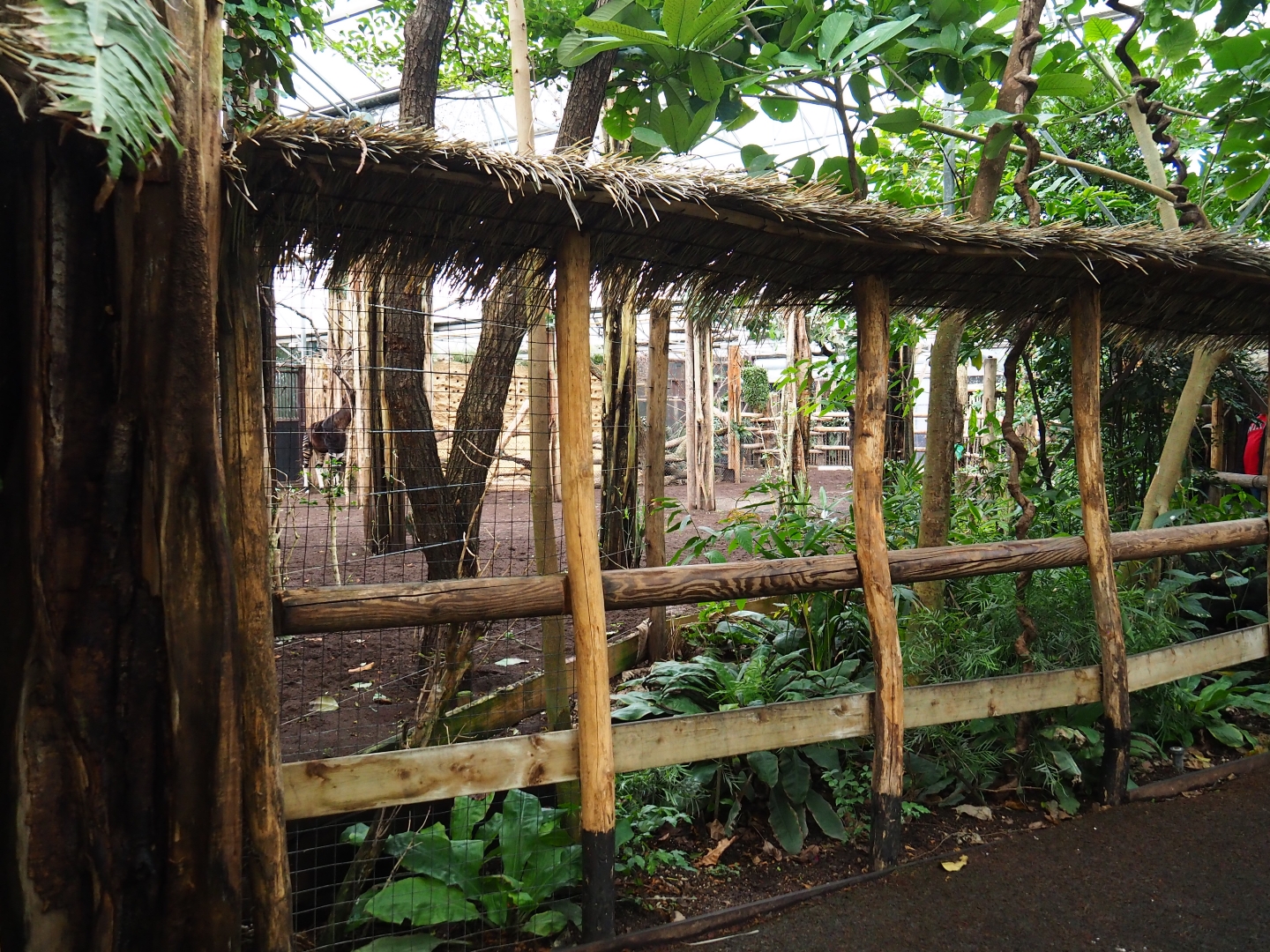 View in the okapi and African bird house (Nov 10th, 2018)