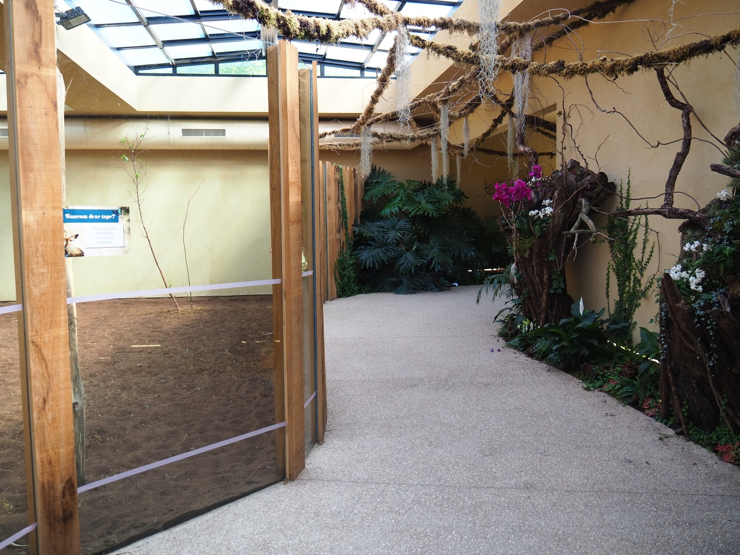 View in the okapi house in the annex to the ape house, 2019-04-20