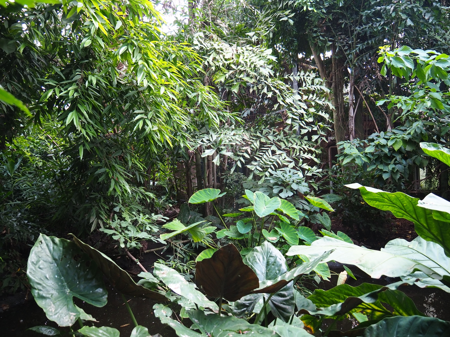 View in the Philippines section of the tropical hall (Sep 2nd, 2018)