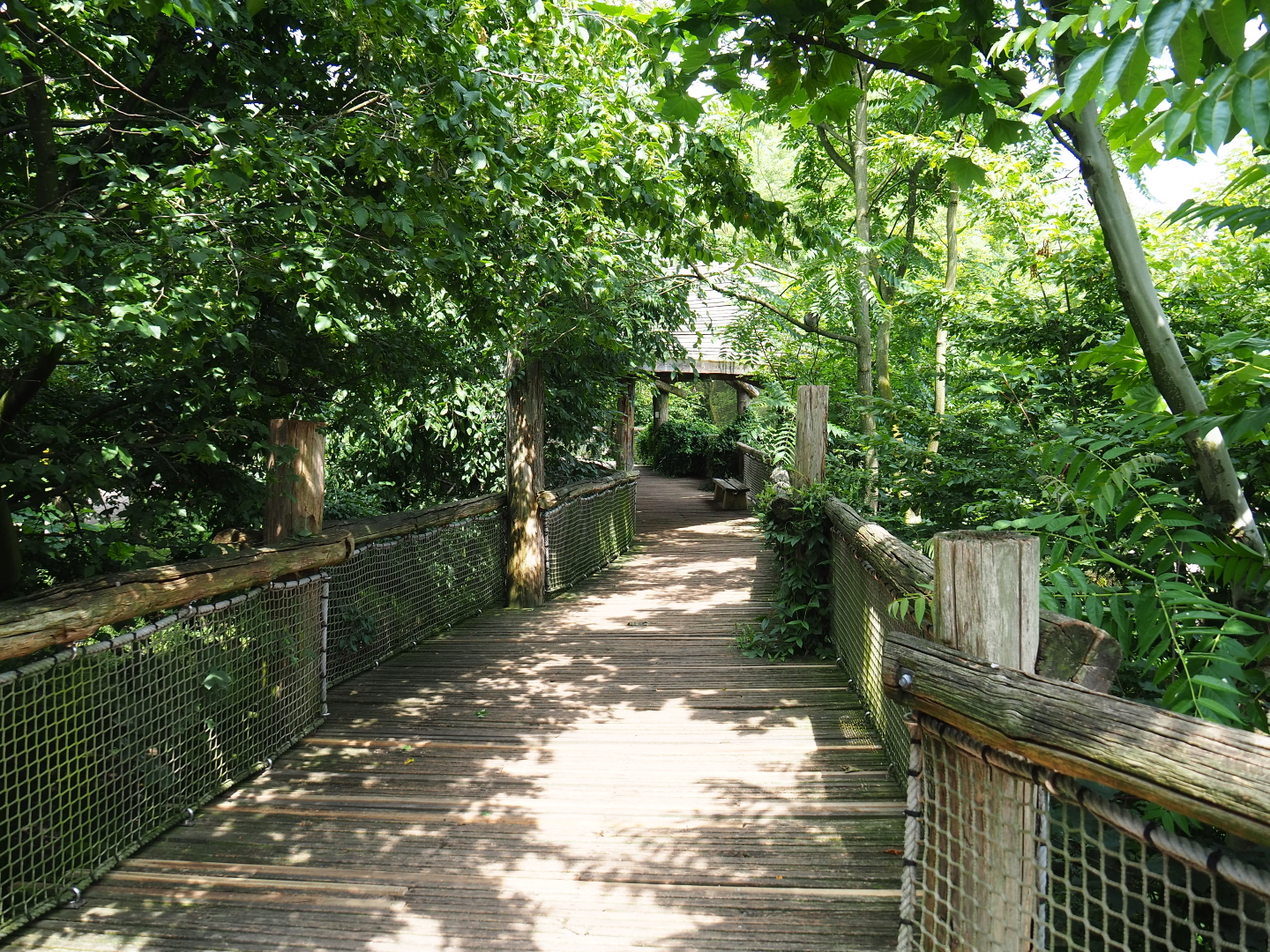 View in the Puna aviary, 2019-07-21