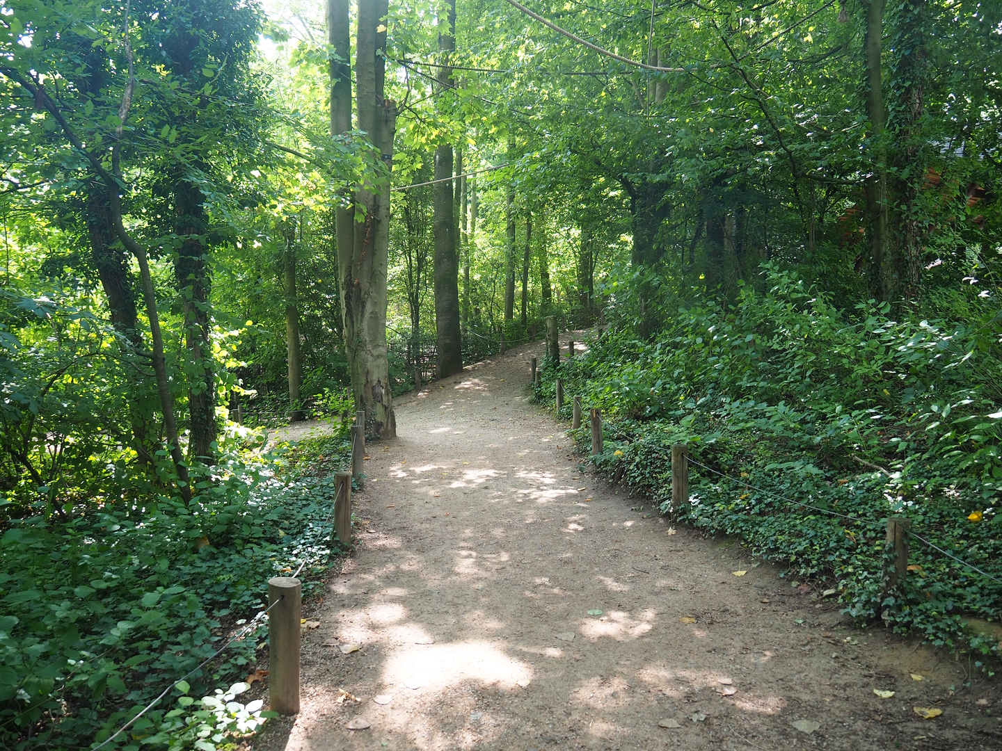 View in the South American monkey forest, 2022-08-20