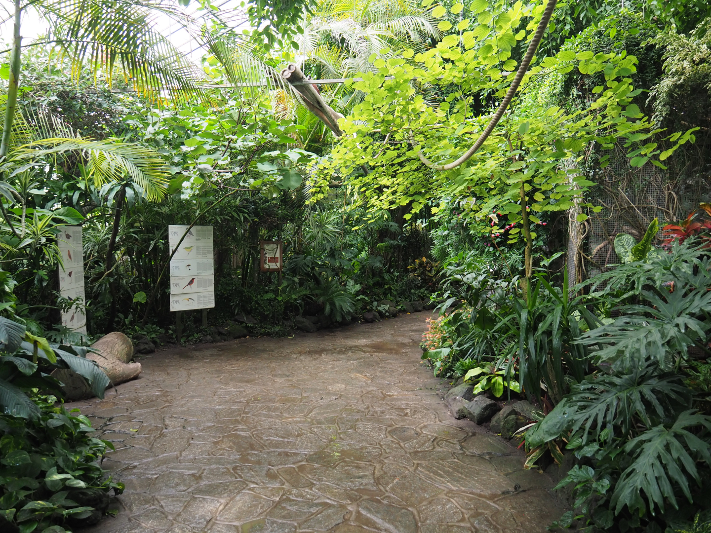 View in the tropical bird greenhouse, 2020-09-03