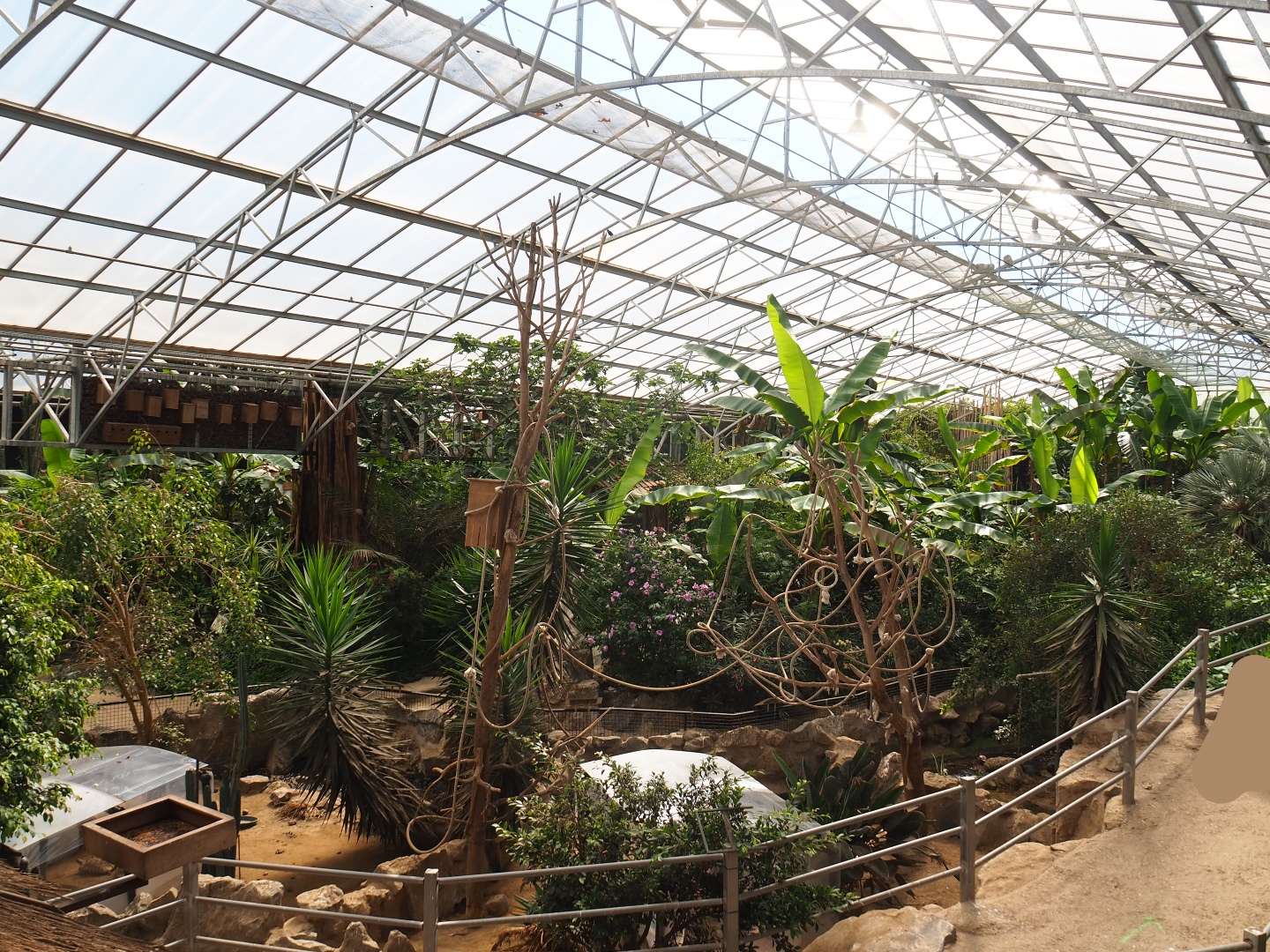 View in the tropical hall, 2020-06-20