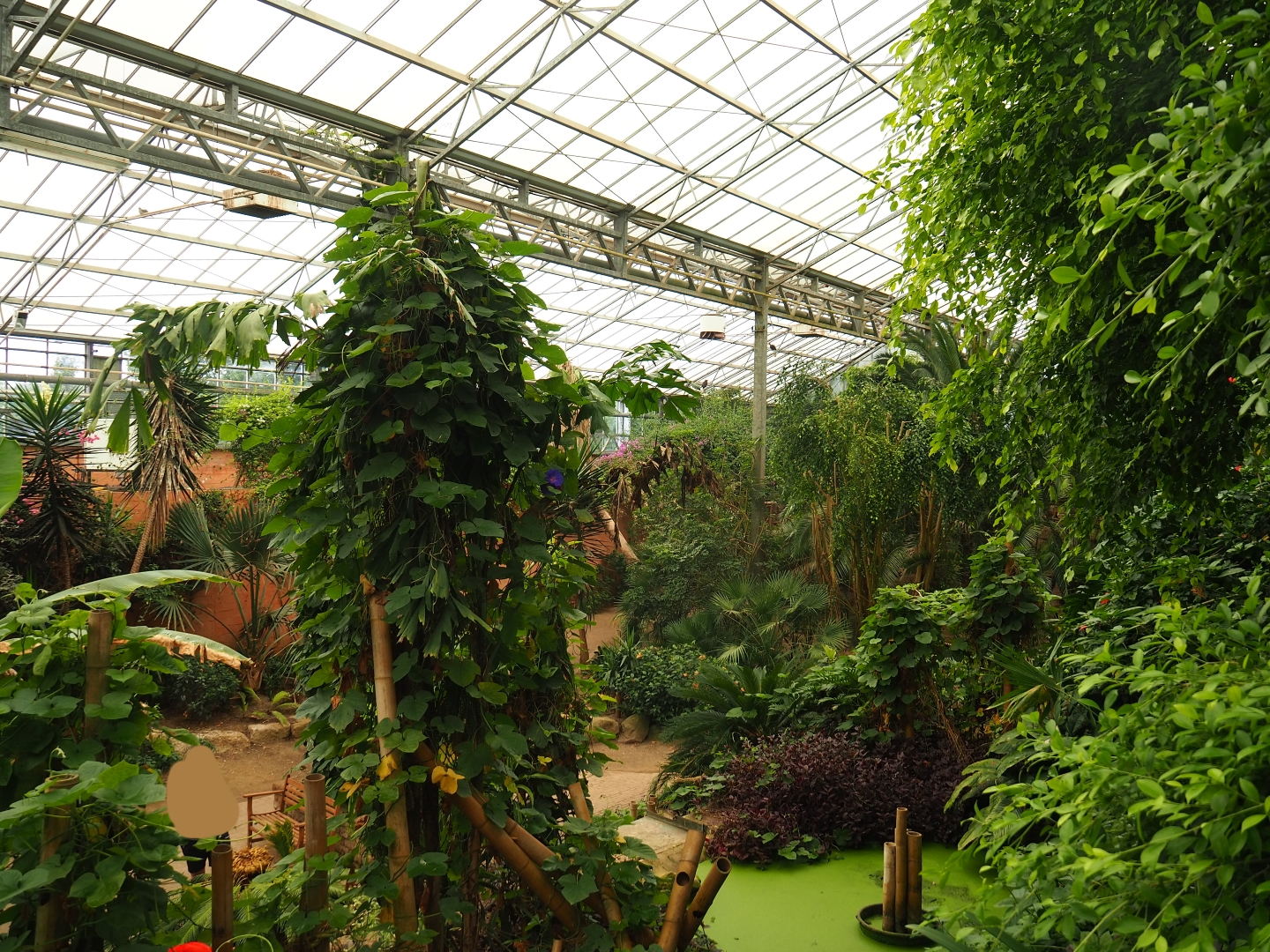 View in the Tropical hall (Aug 28th, 2018)