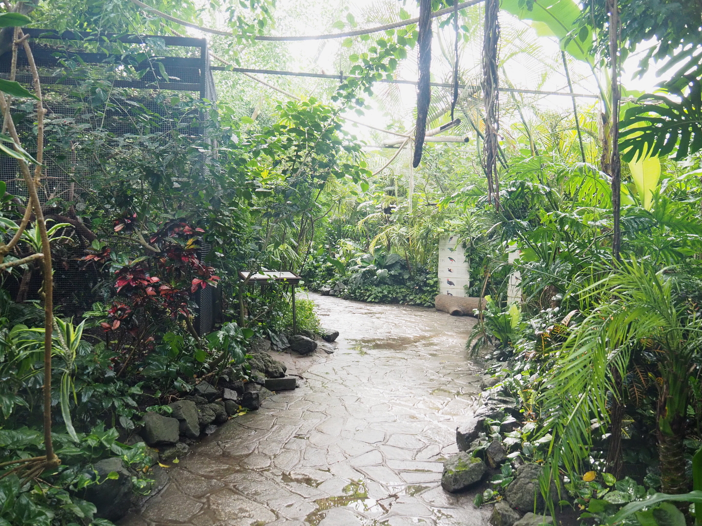 View in the Tropicalia greenhouse, 2021-09-03