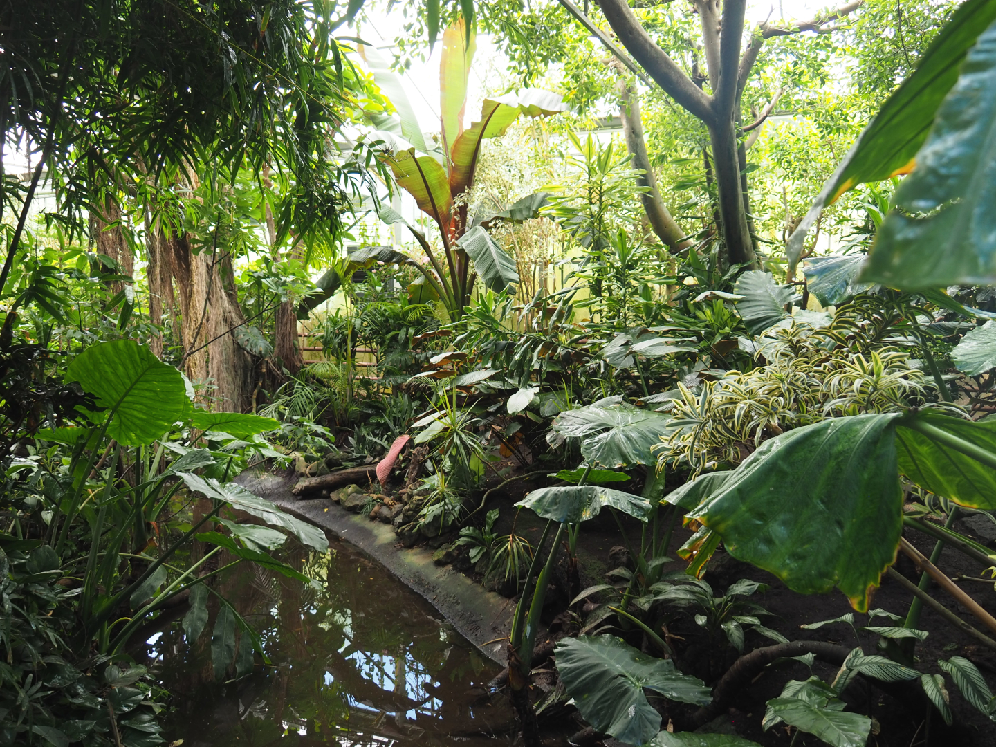 View in the Tropicalia greenhouse, 2022-06-28