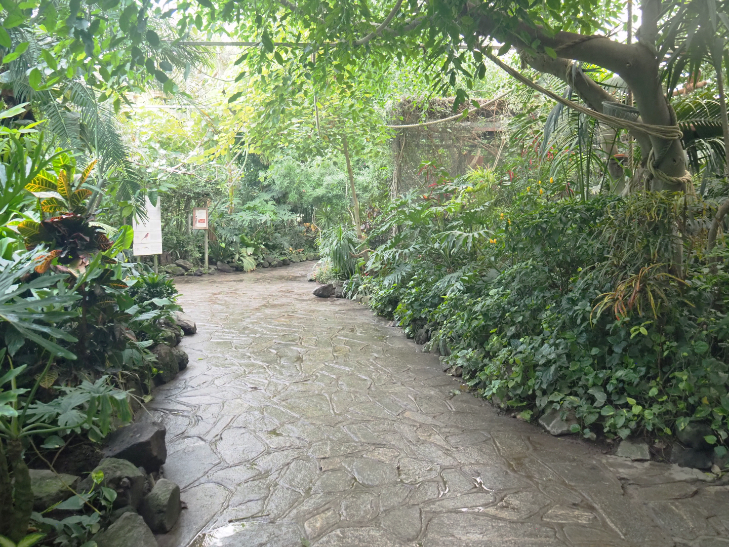 View in the Tropicalia greenhouse, 2022-09-14