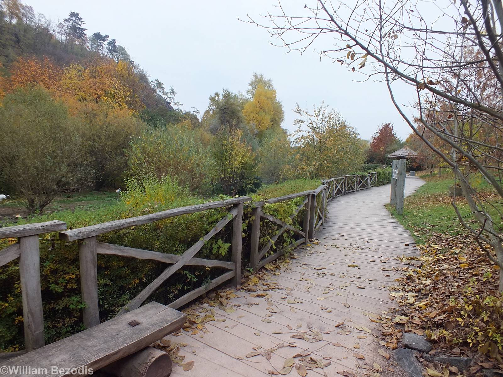 View in the Wetland Birds section