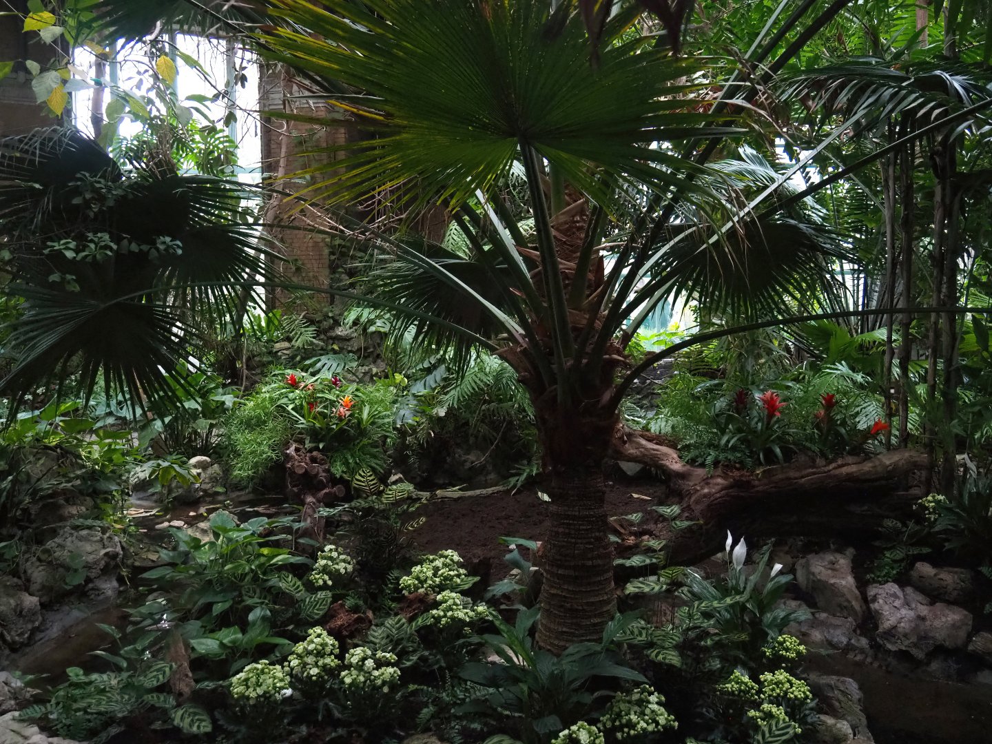 View in the Winter Garden (19th Century rainforest house, seasonally used as a butterfly house), 2024-02-17