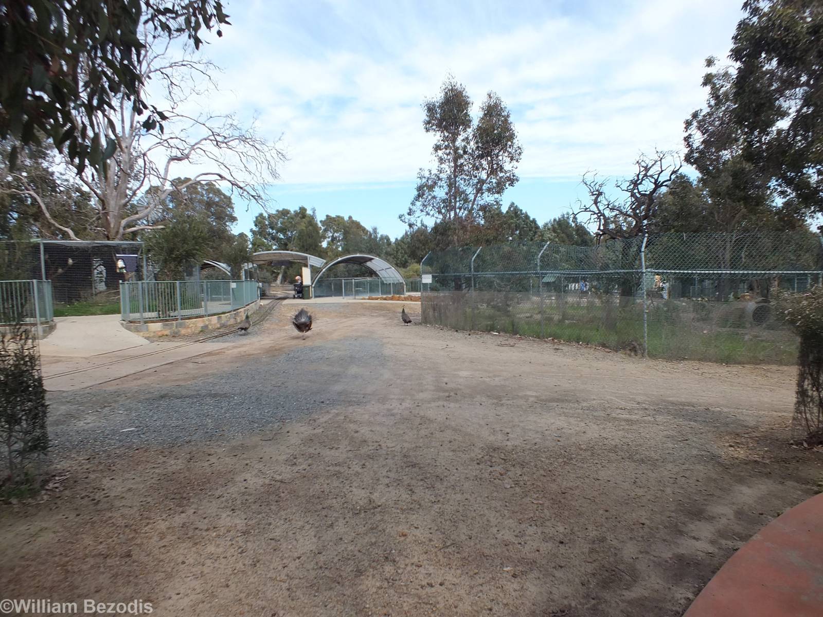 View in the Zoo - Cohunu Koala Park