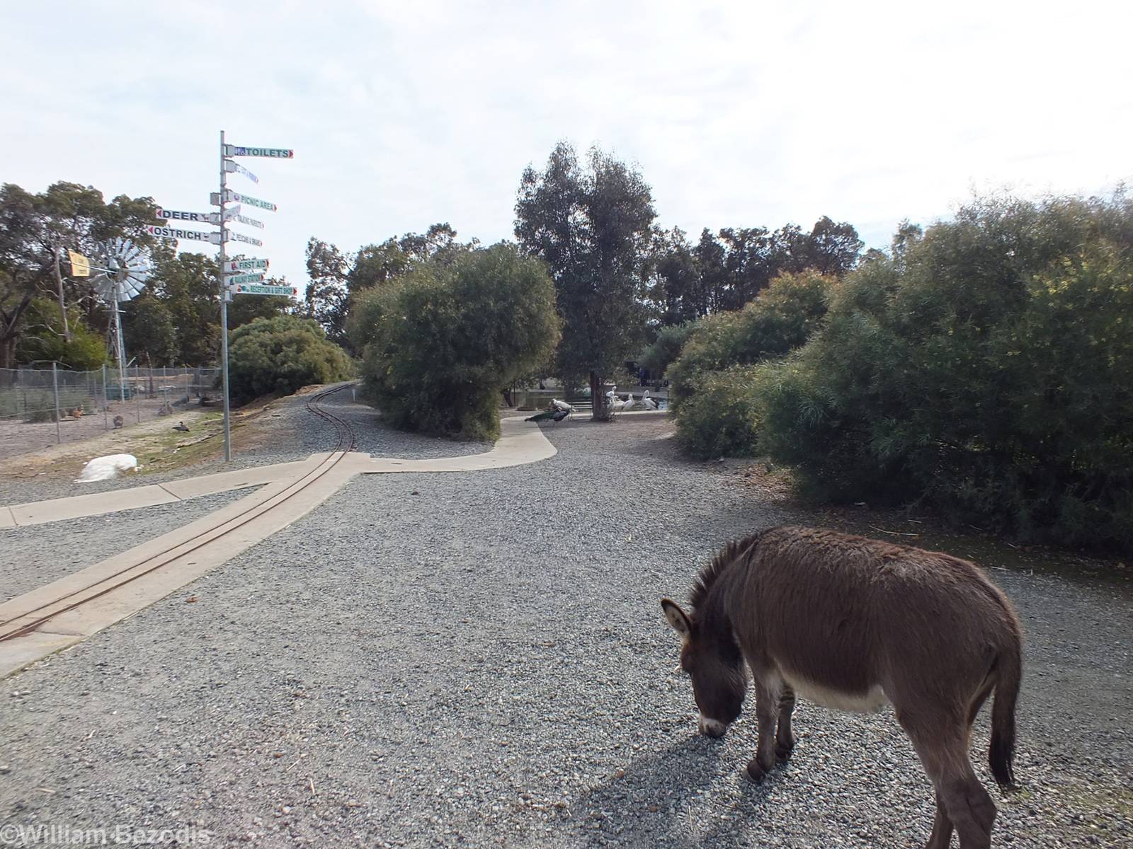 View in the Zoo - Cohunu Koala Park