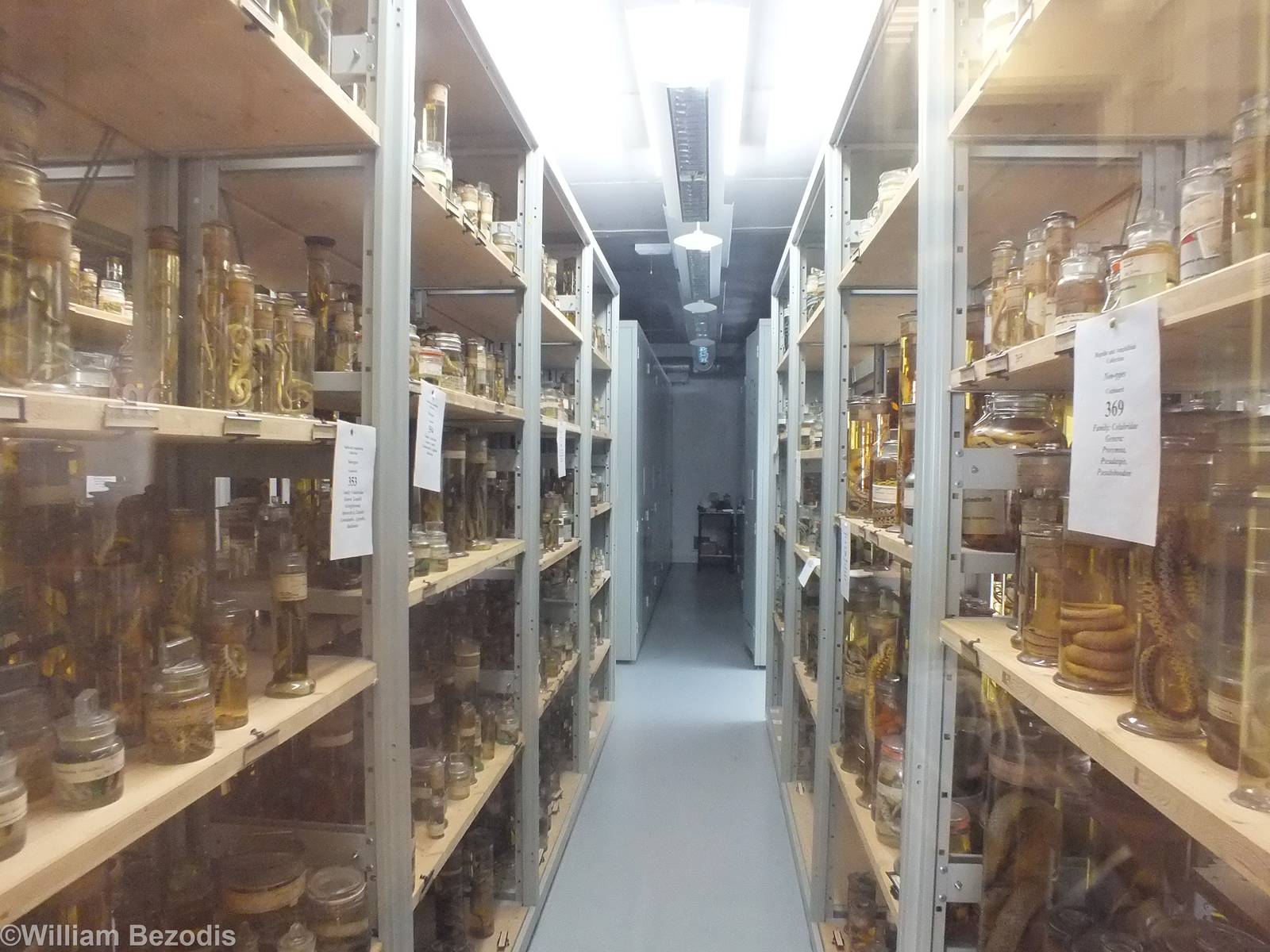 View in the Zoology Spirit Building - NHM London