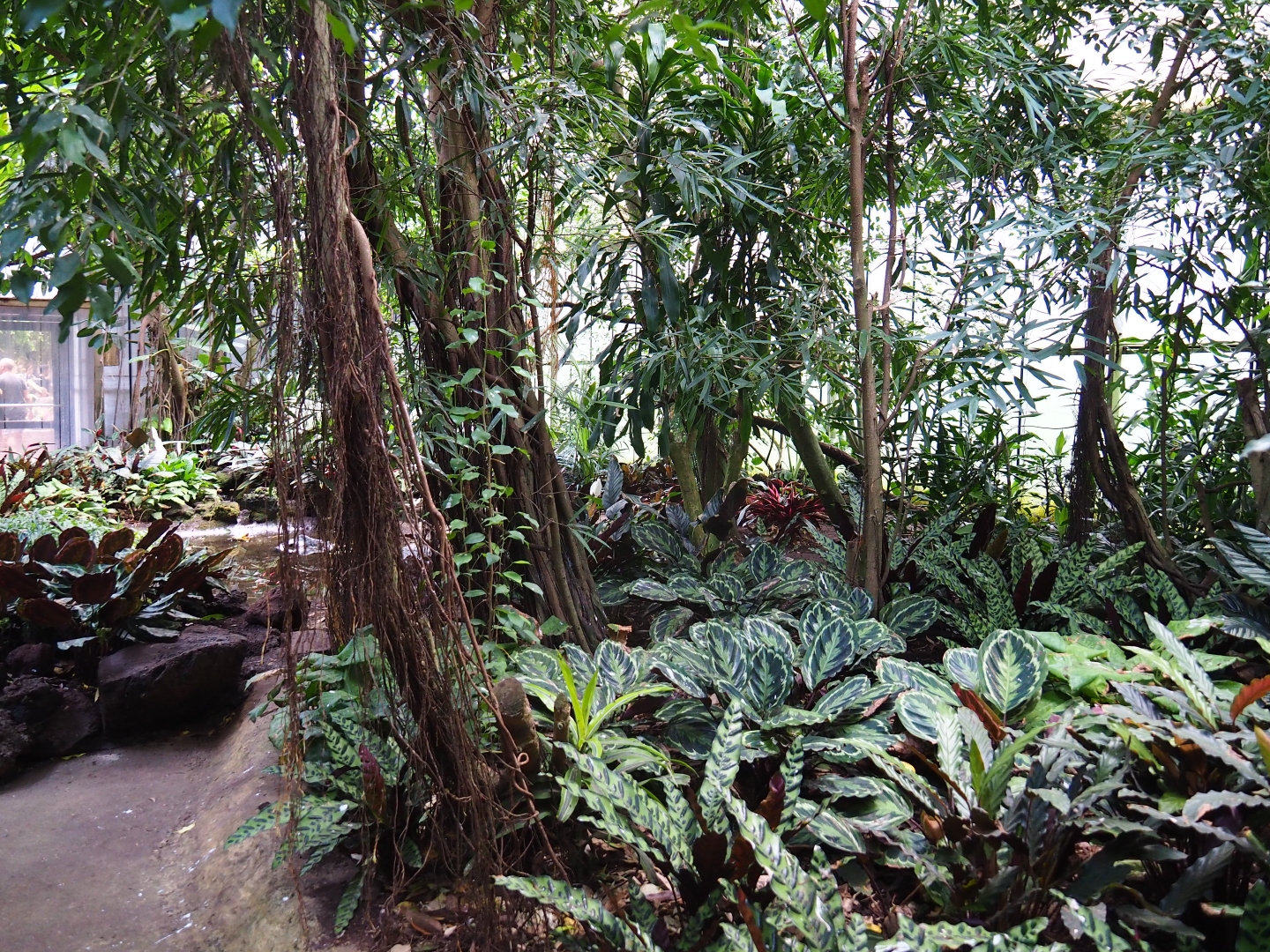 View in third section of tropical hall (Sep 2nd, 2018)