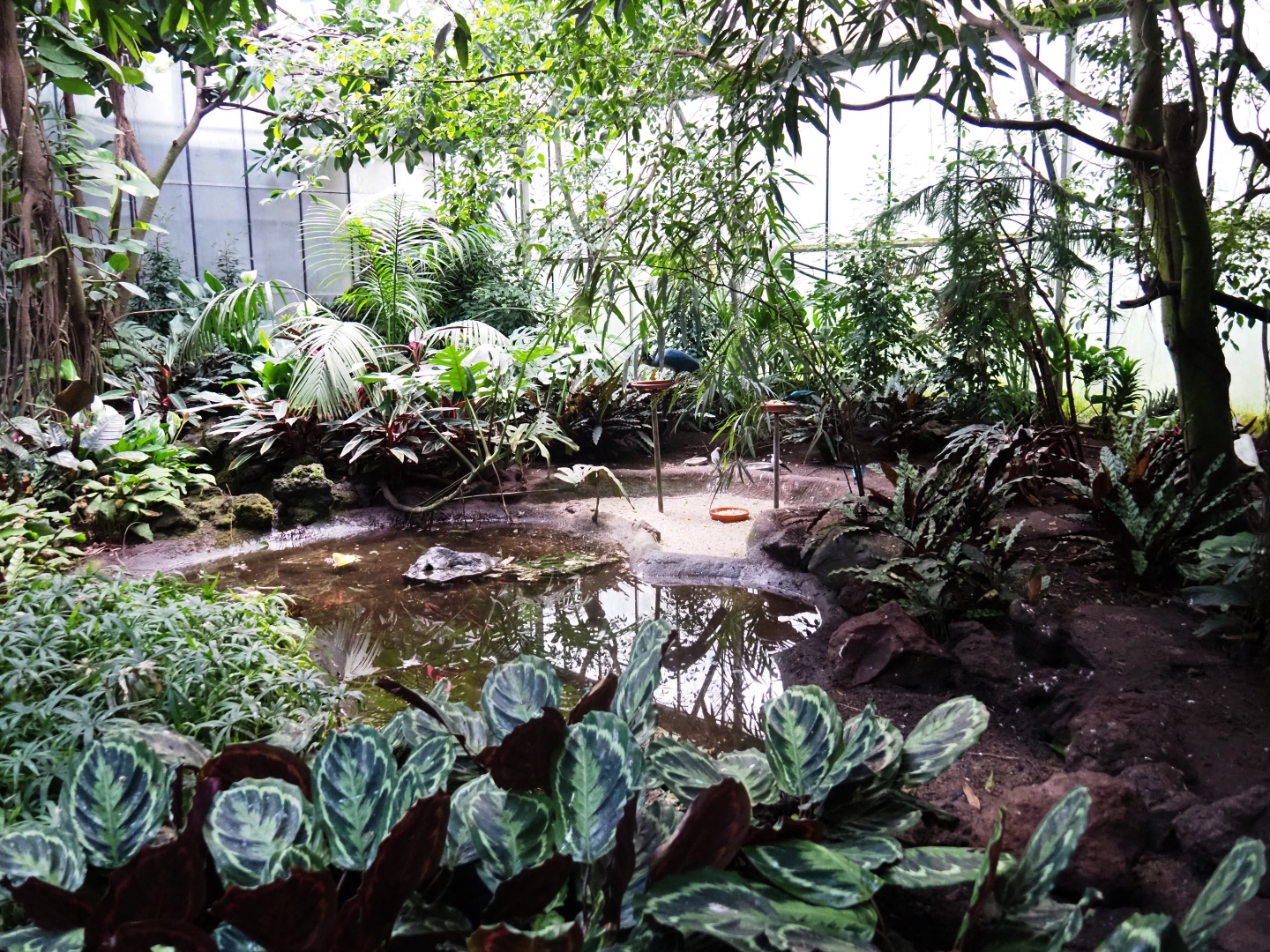 View in third section of tropical hall (Sep 2nd, 2018)